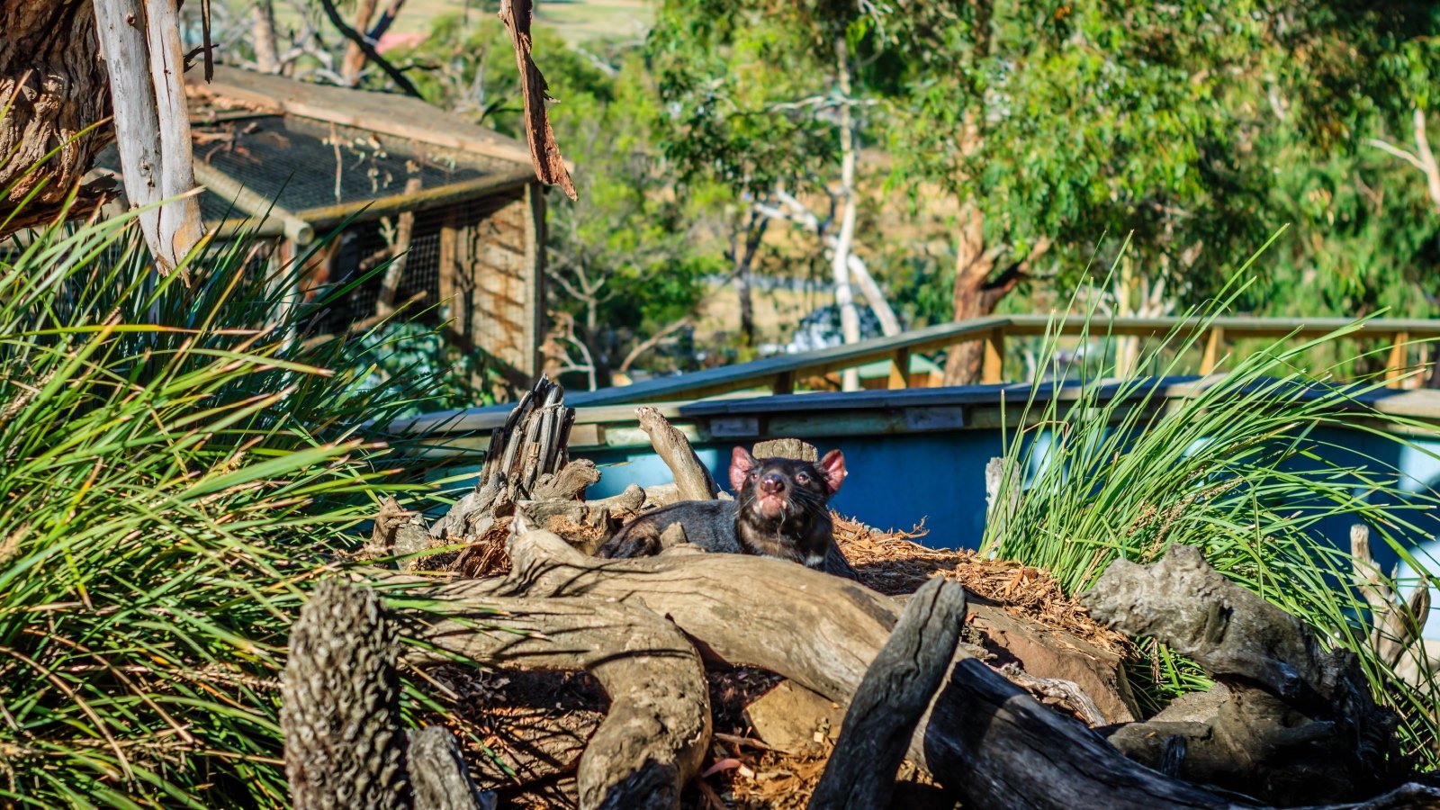 Tasmanian Devil Sanctuary Hobart Australia Vlad Ispas Shutterstock