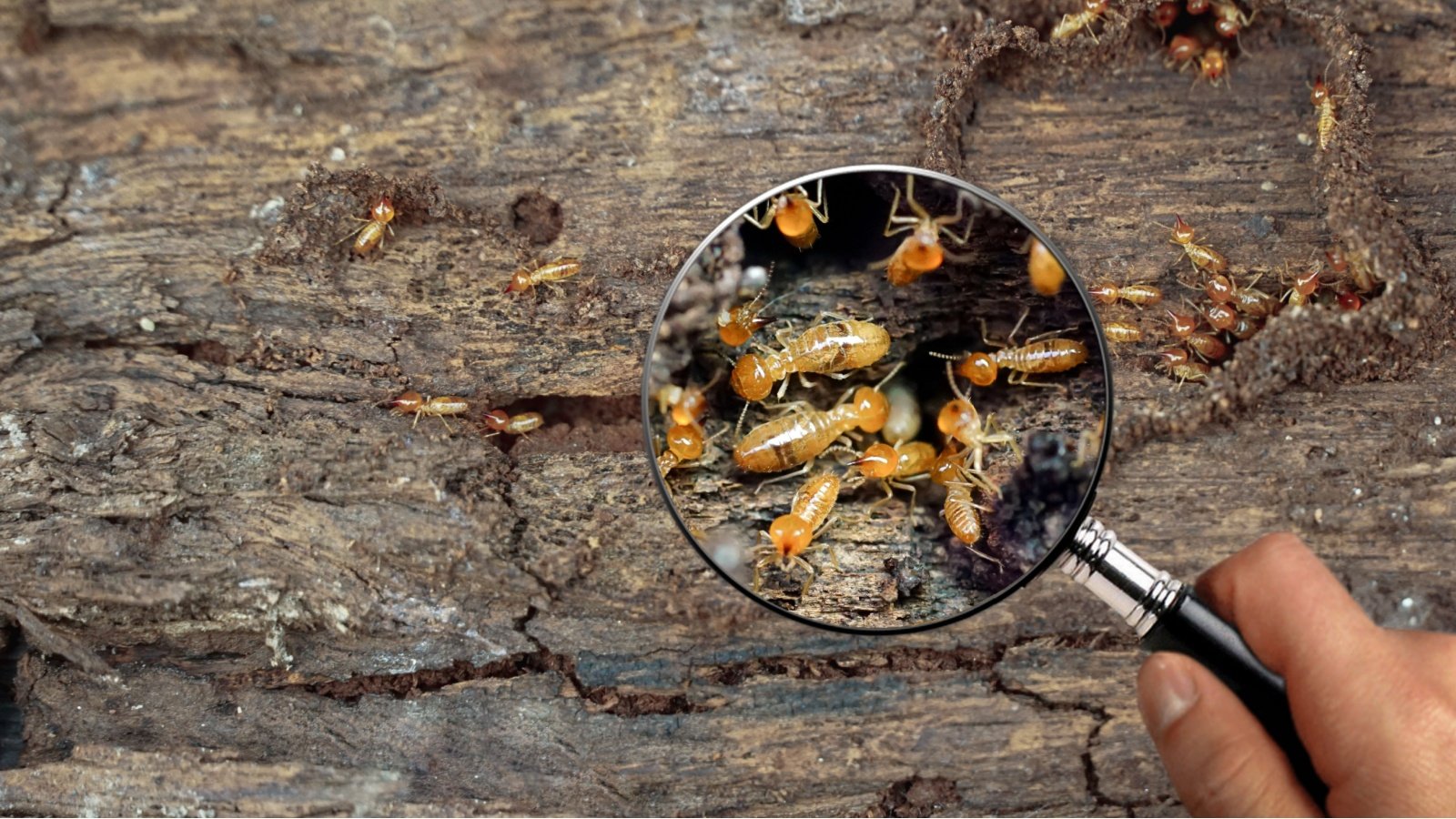 Termites magnifying glass bugs insects pests Oasishifi Shutterstock