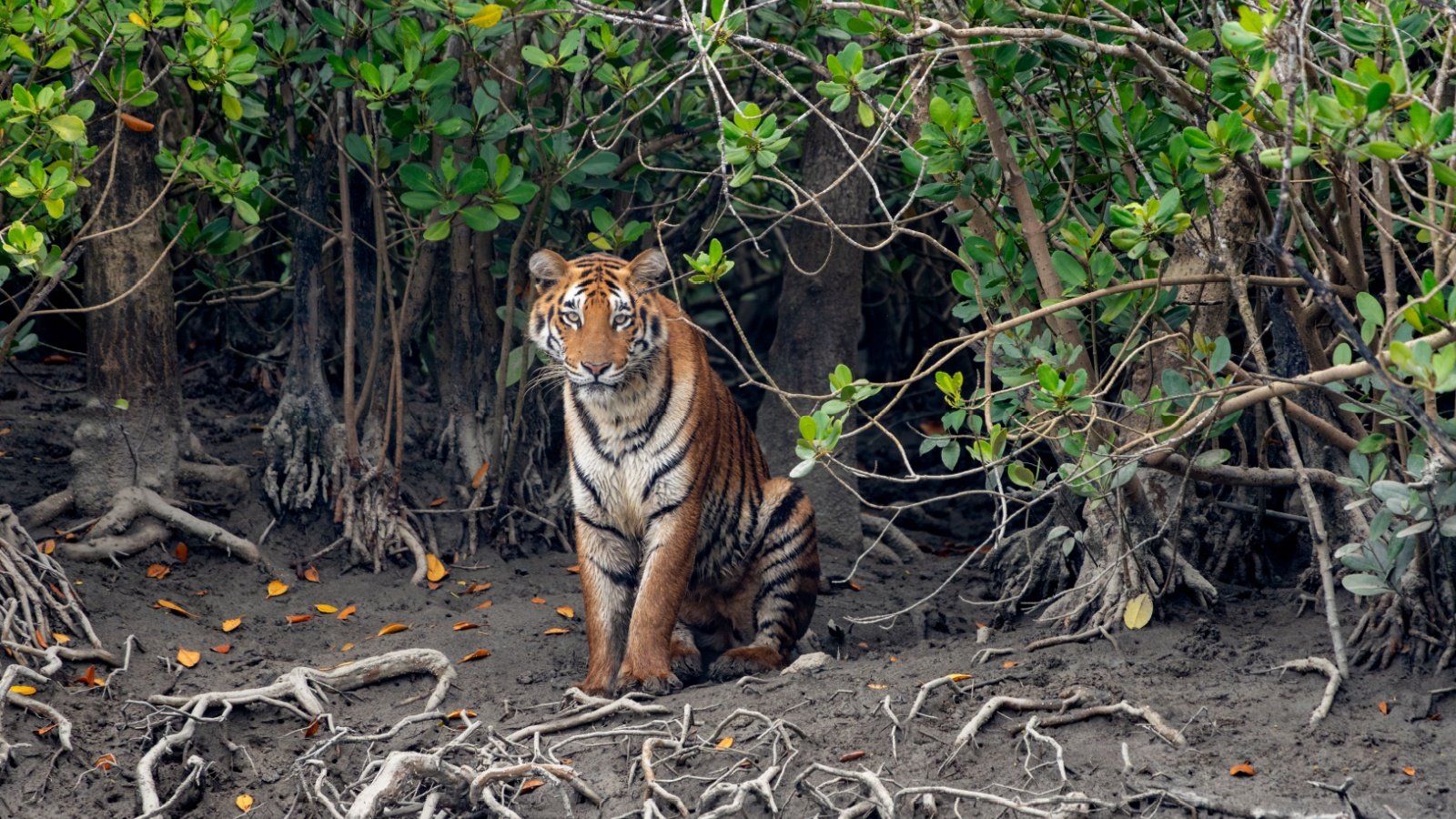 The Bengal tiger from mangroves of Sundarbans Banu R Shutterstock