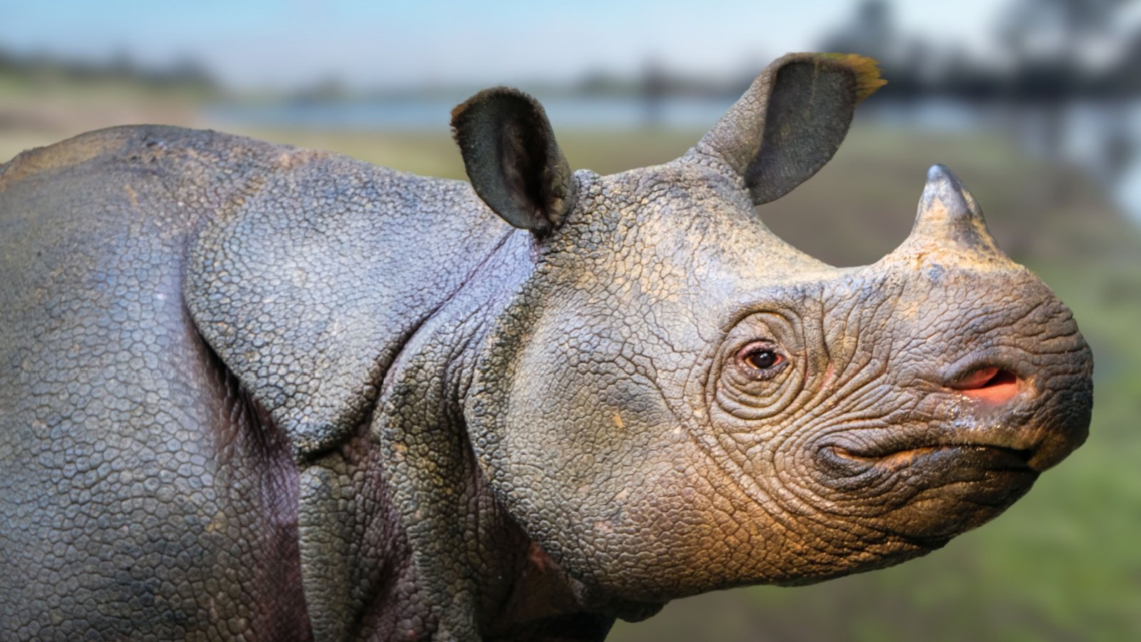 The Javan Rhino endangered Nishath Riswan Shutterstock