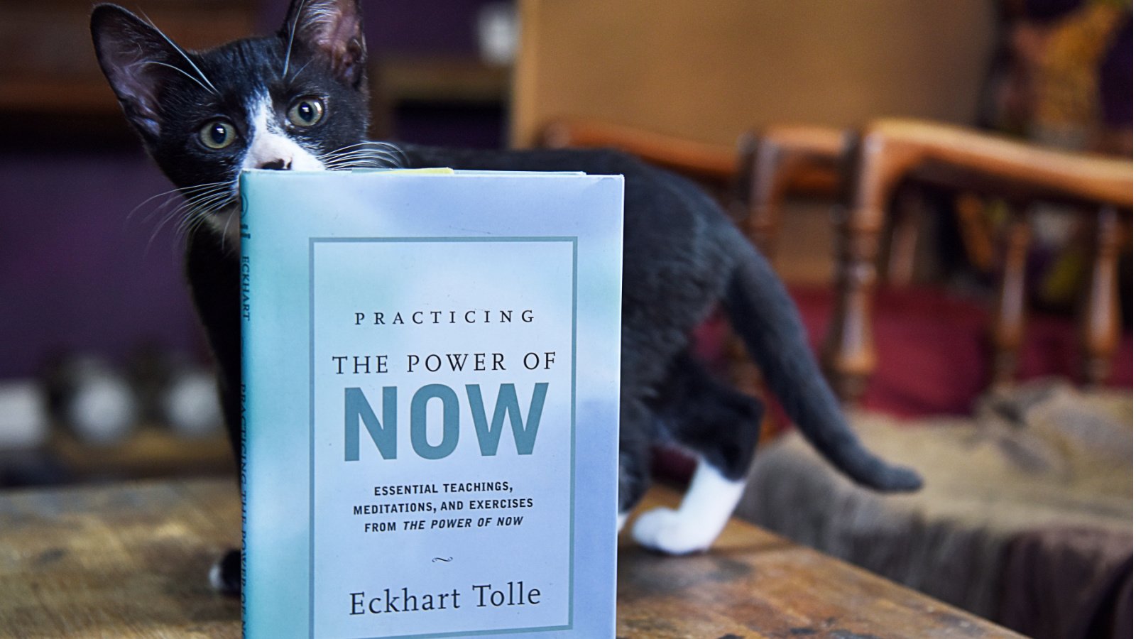 The Power of Now by Eckhart Tolle Cat Wild As Light Shutterstock The Power of Now by Eckhart Tolle Cat Wild As Light Shutterstock
