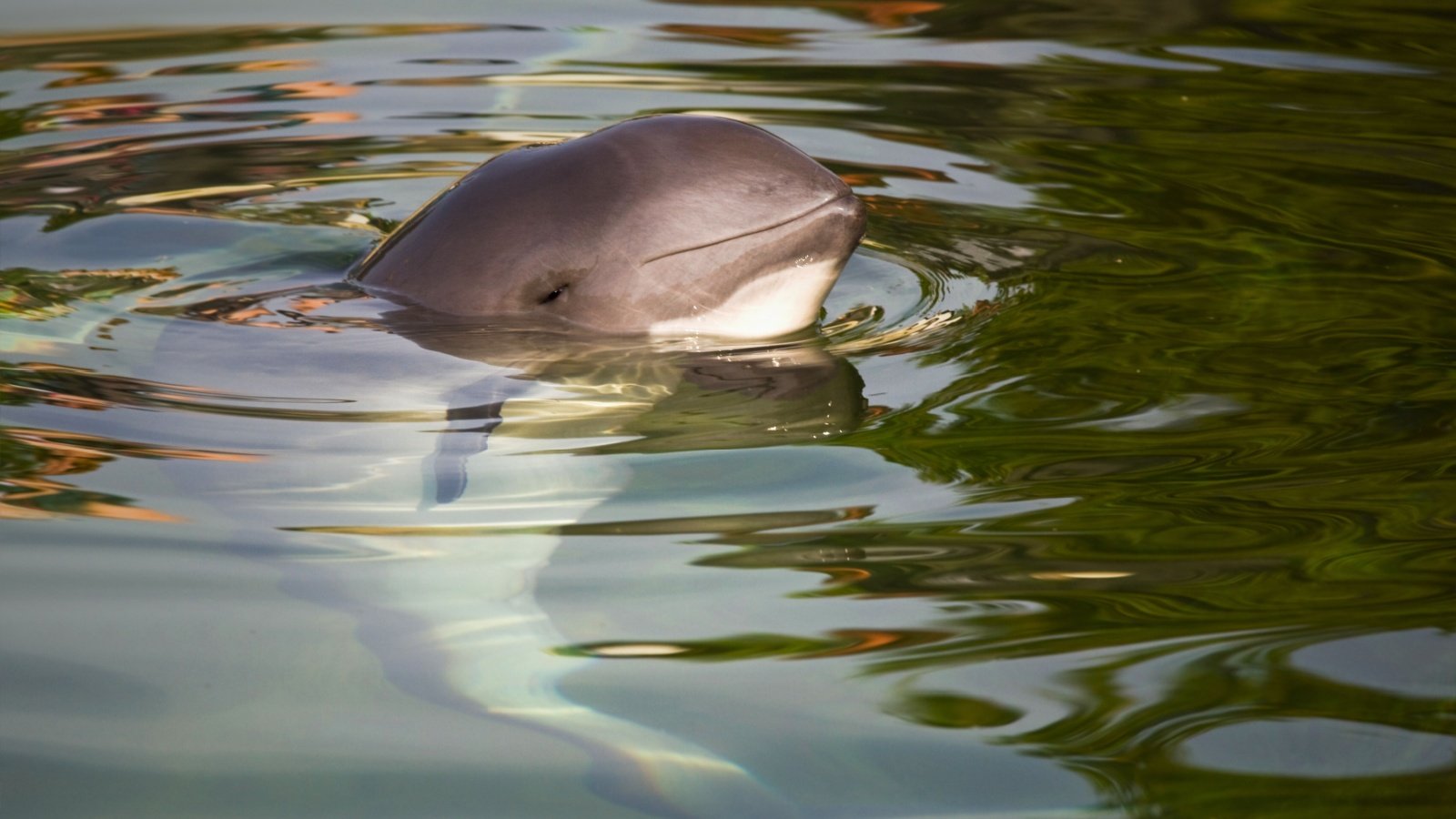 The vaquita, a critically endangered porpoise Tharuka Photographer Shutterstock