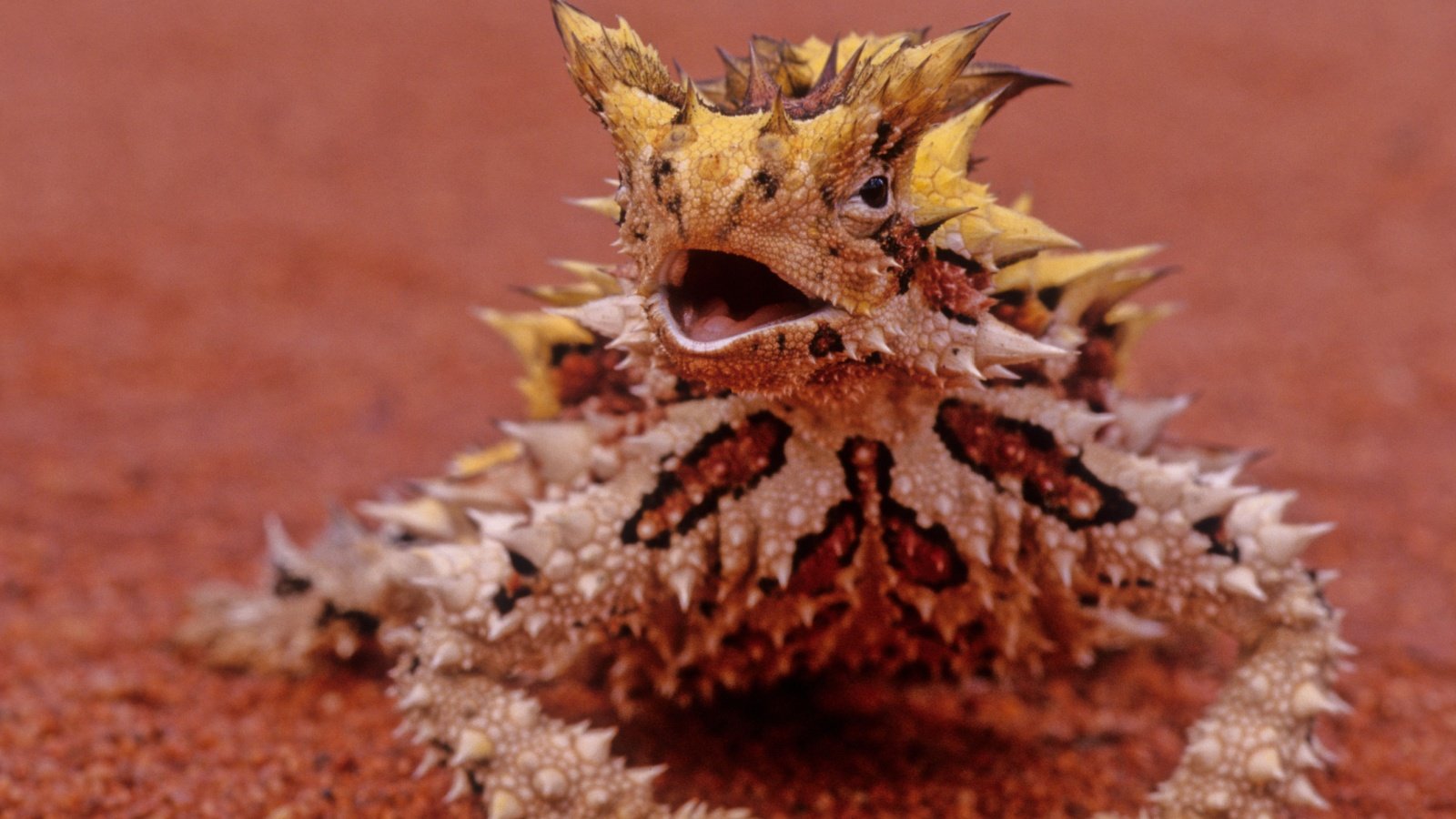 Thorny devil dragon lizard Roberto Dani Shutterstock