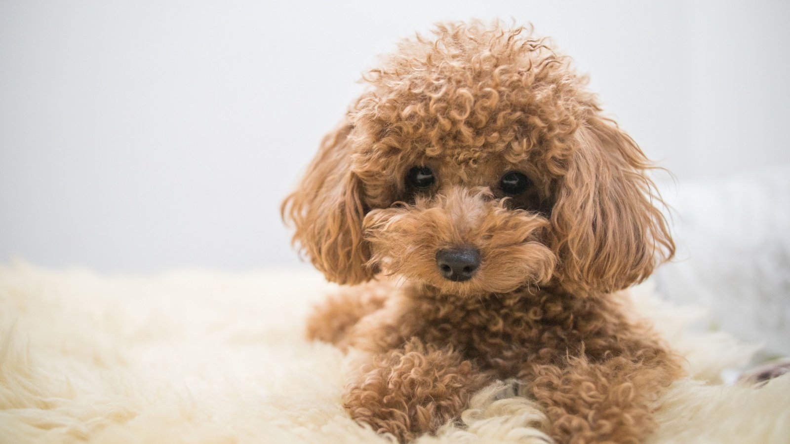 Toy Poodle Dog mohitseb Shutterstock