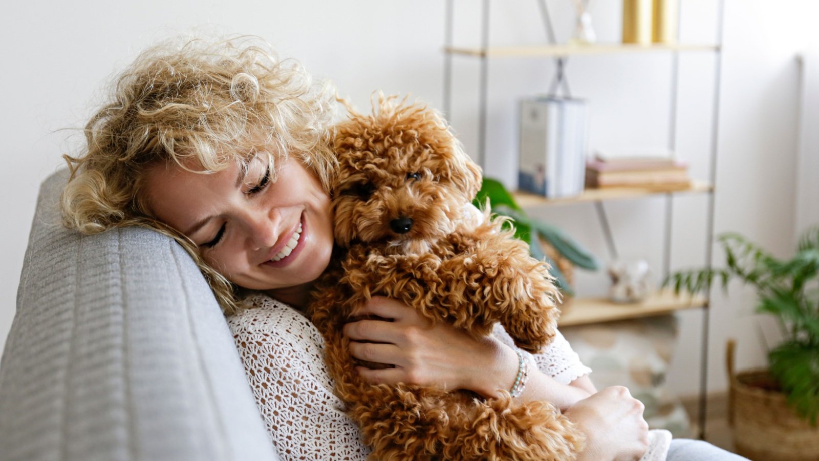 Toy poodle puppy dog with woman evrymmnt Shutterstock