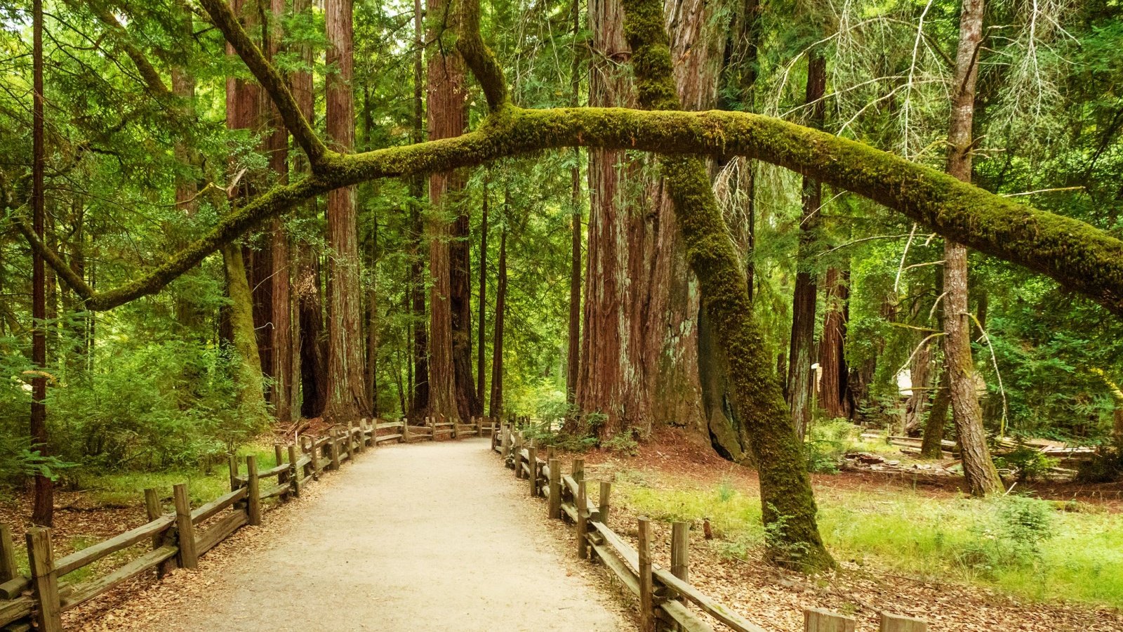 Trail at Big Basin Redwood State Park in California Felipe Sanchez Shutterstock