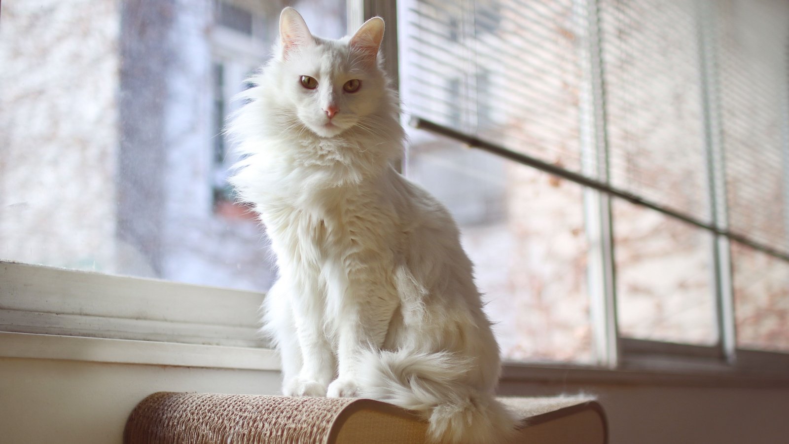 Turkish Angora cat Aymara Herrera Shutterstock