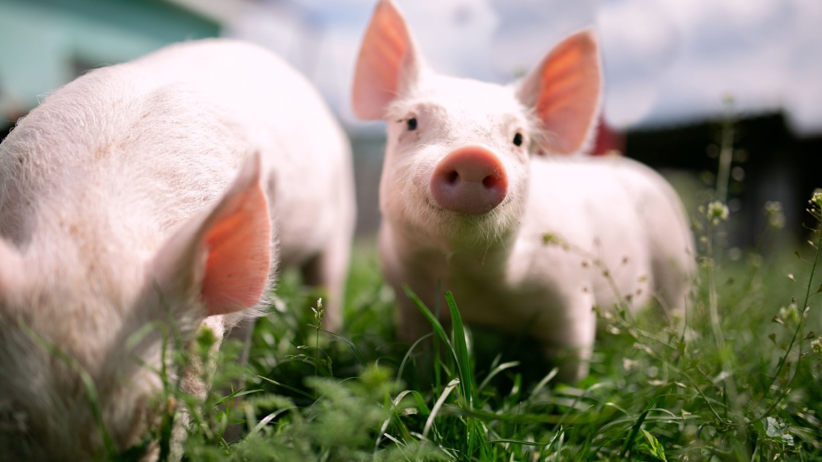 Two piglets in a farm meadow animal Bogdan Cherniak Shutterstock