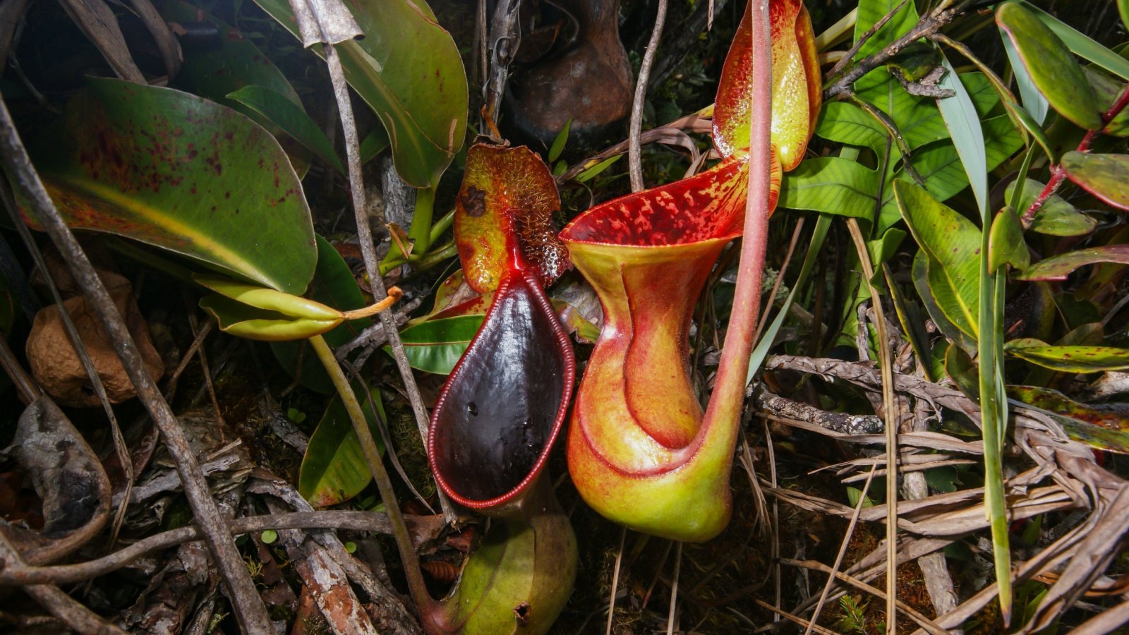 Two pitchers of the carnivorous pitcher plant anjahennern Shutterstock