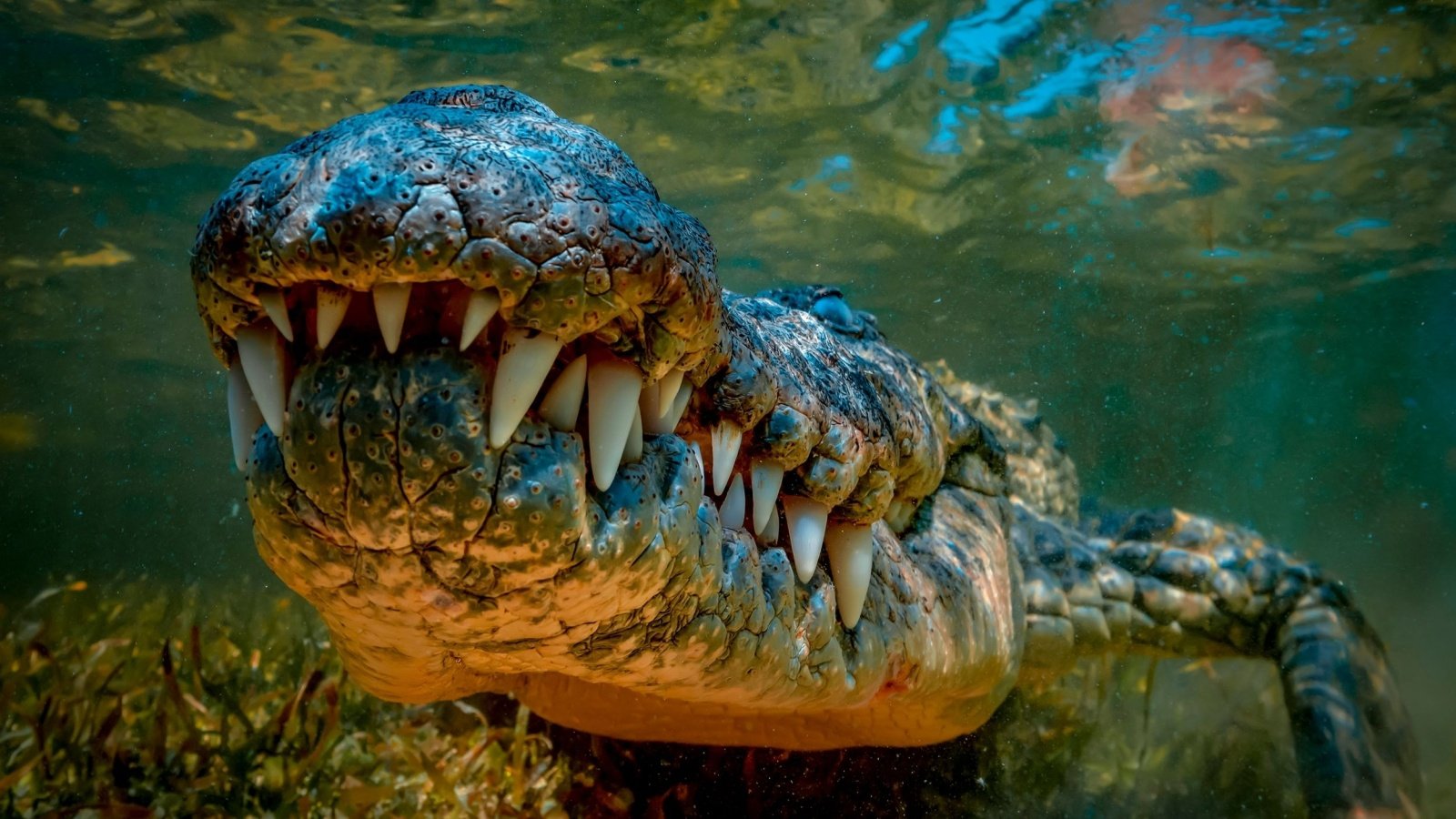 Underwater Crocodile Nikolay 007 Shutterstock