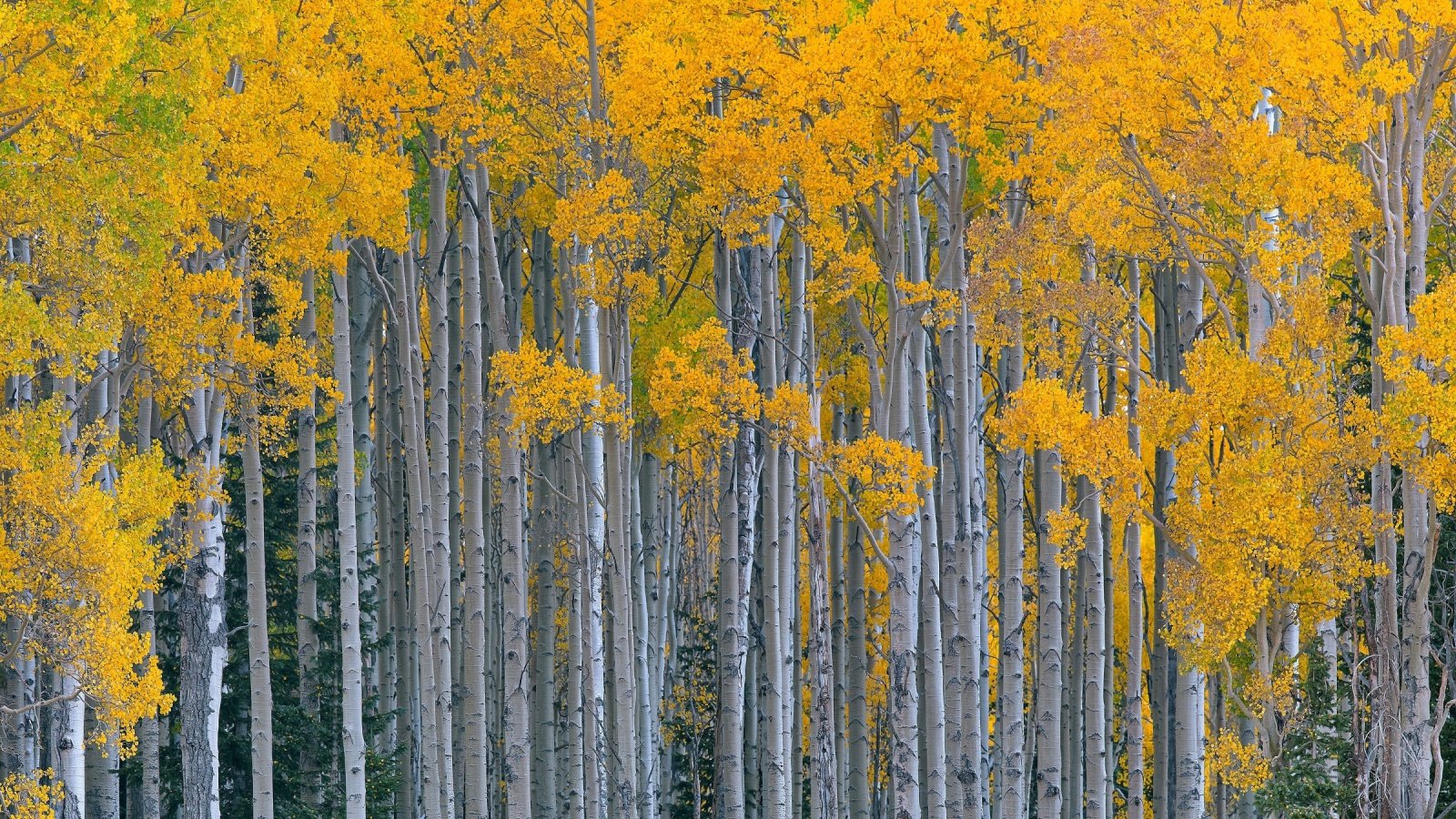 Utah aspens in deep fall color yellow tree forest WFI GUY Shutterstock Utah aspens in deep fall color yellow tree forest WFI GUY Shutterstock