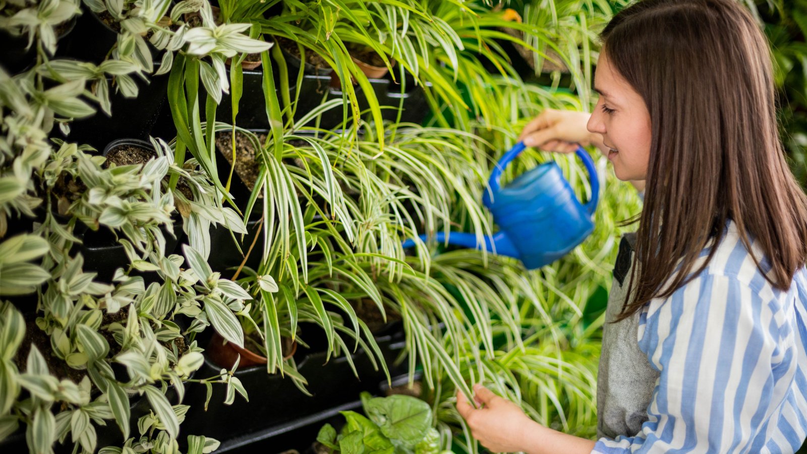 Vertical Garden Wall Plants Kostikova Natalia Shutterstock