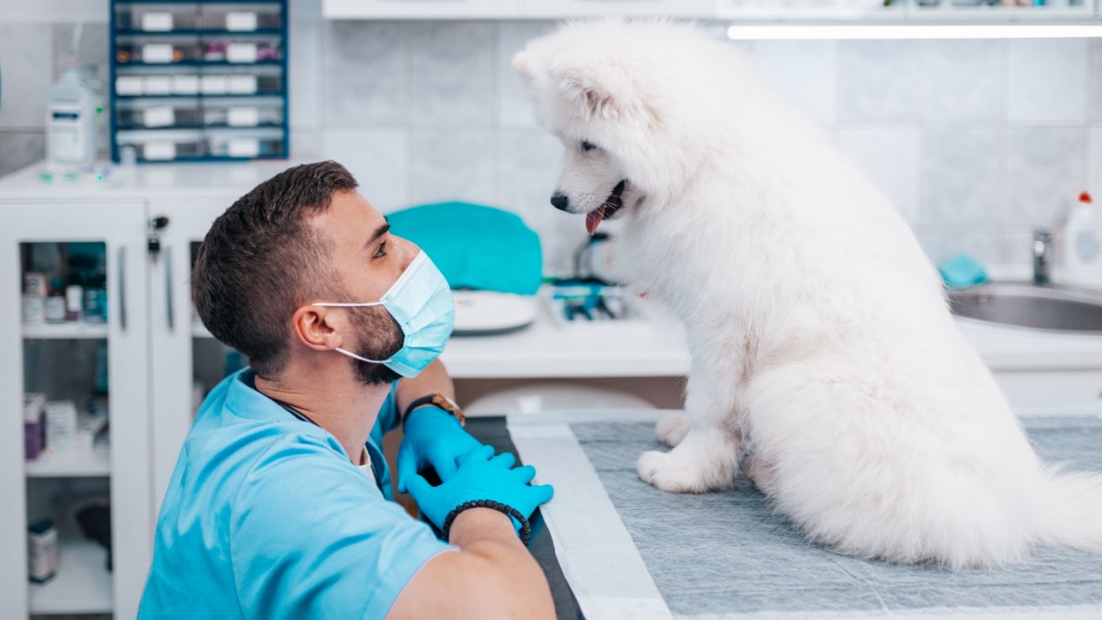 Veterinarian doctor with face protective mask examining a Samoyed hedgehog94 Shutterstock