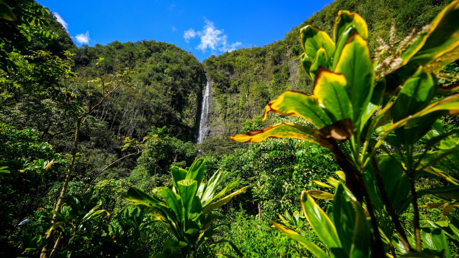 Waimoku Falls at the end of the Pipiwai Trail in the Haleakala National Park on the road to Hana, east of Maui island, Hawaii Alexandre.ROSA Shutterstock