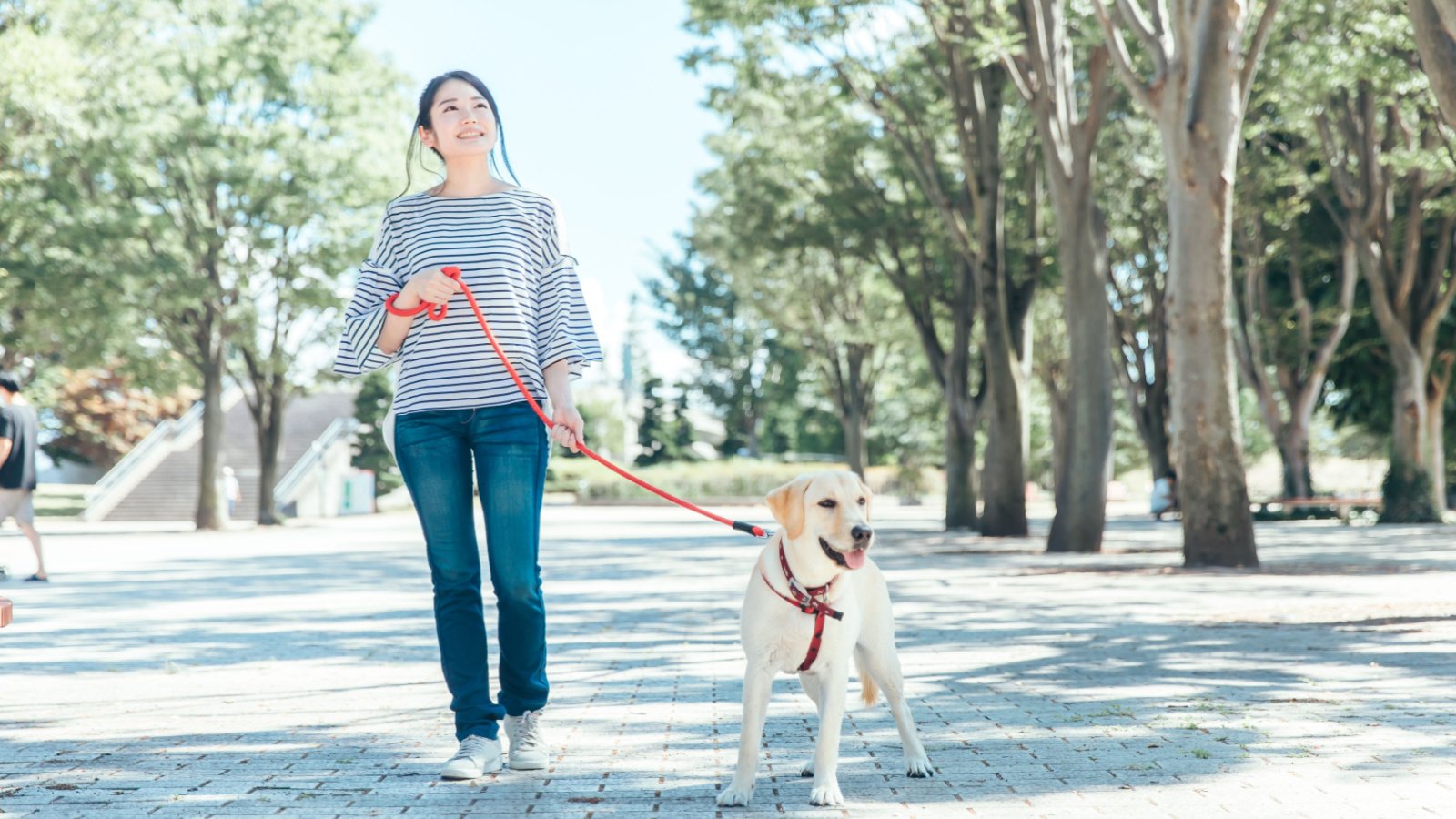 Walk Dog Pet Park Outdoors buritora shutterstock