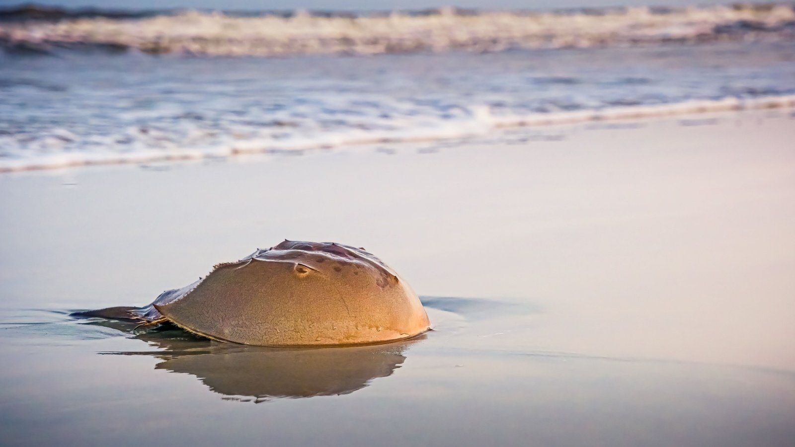 Waves roll in the surf behind a horseshoe crab sitting on the sand ocean Carrie A Hanrahan Shutterstock