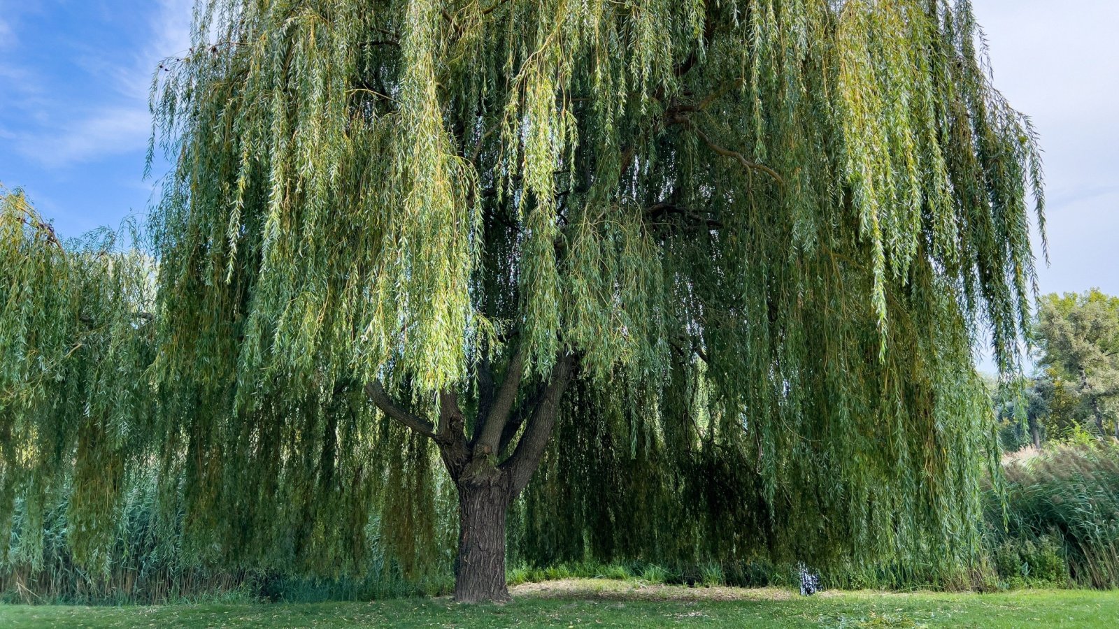 Weeping willow tree A Laengauer Shutterstock Weeping willow tree A Laengauer Shutterstock