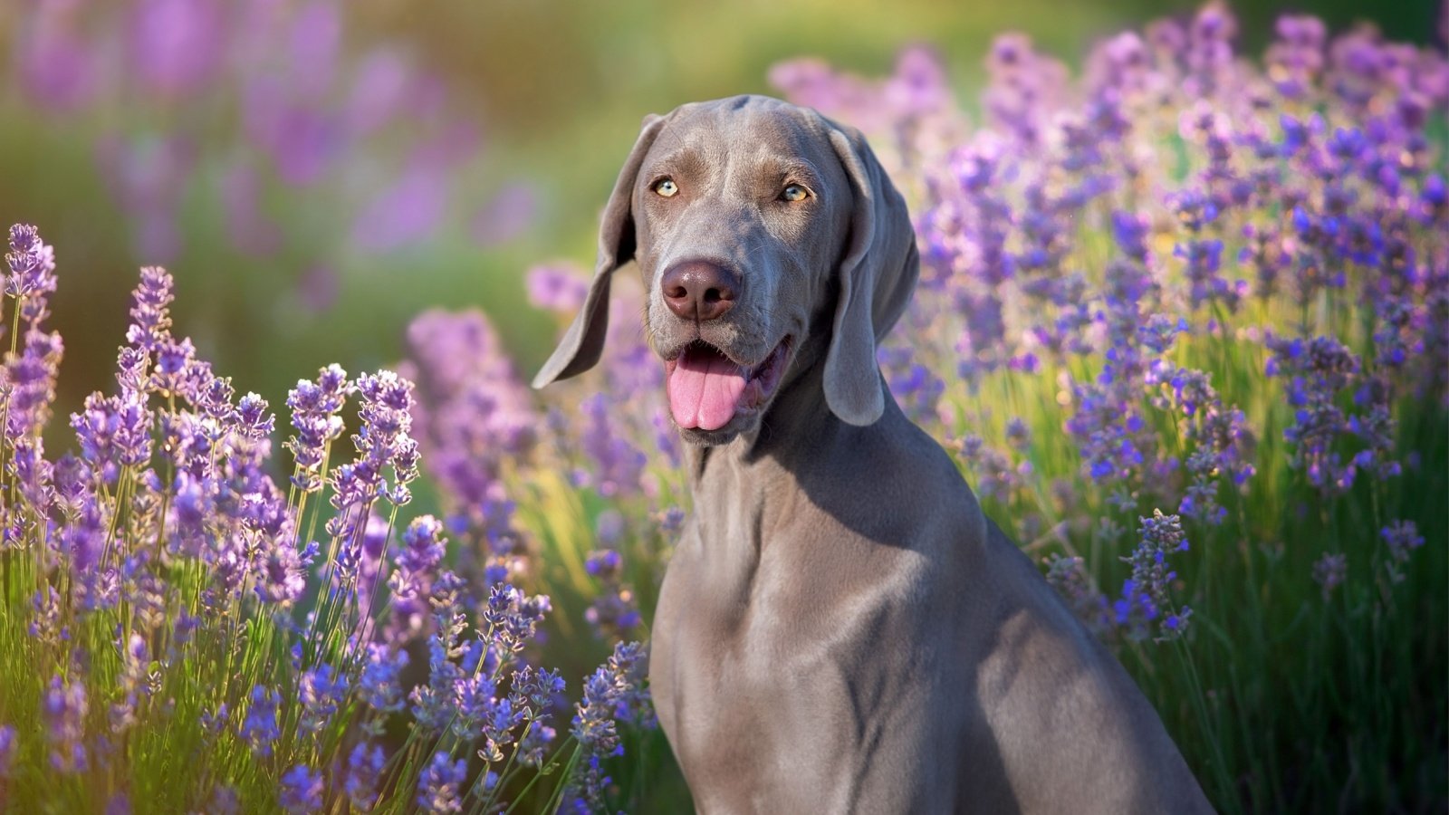 Weimaraner dog Kwadrat Shutterstock