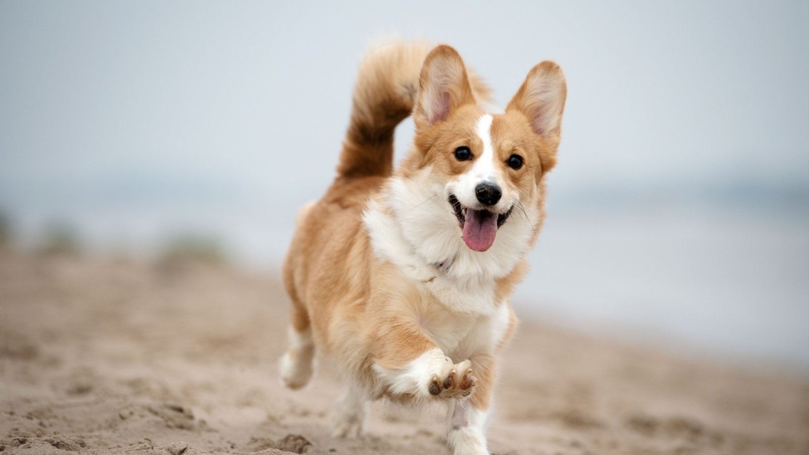 Welsh Corgi Dog Pet Three Dogs photography Shutterstock