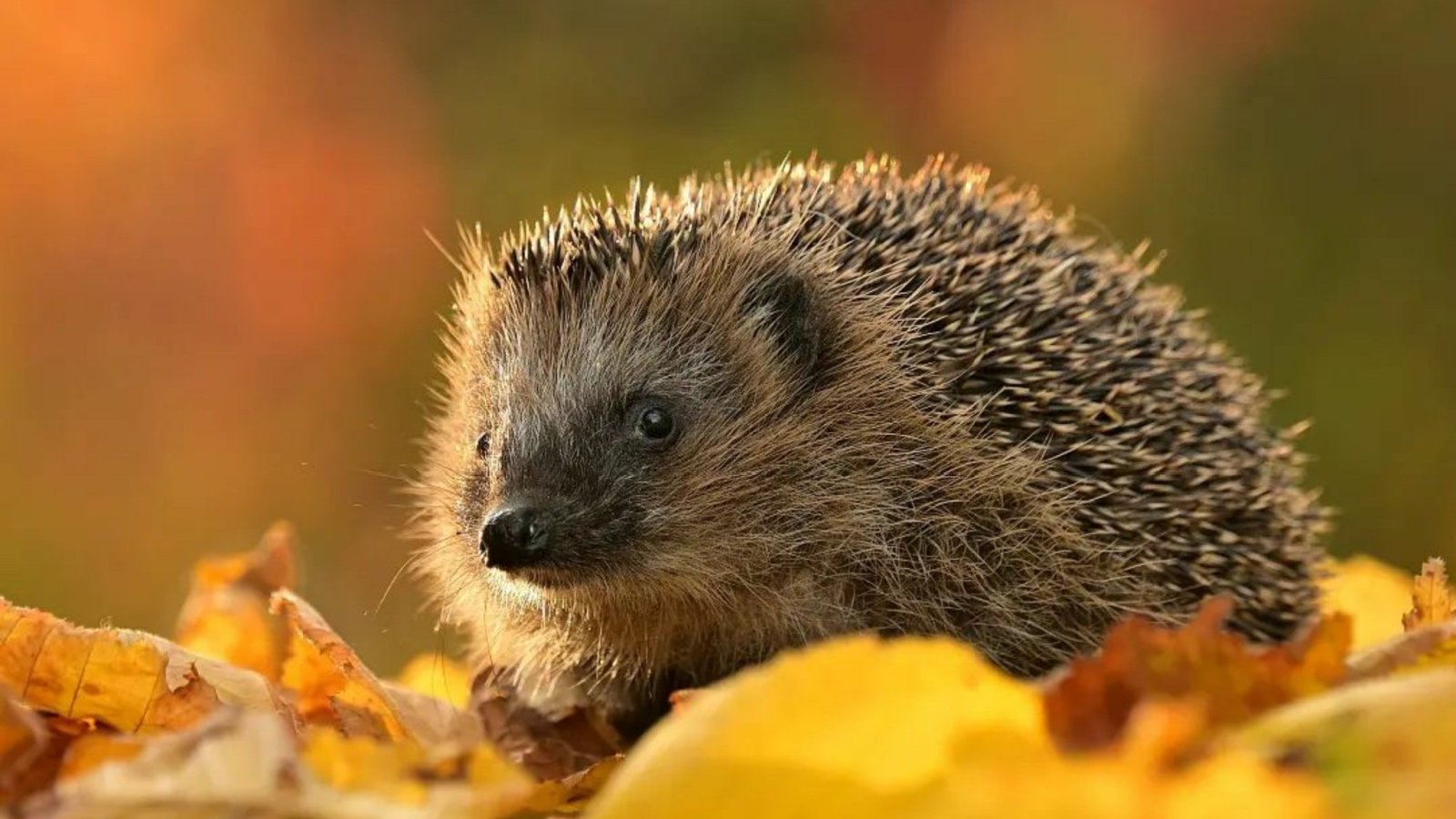 West European hedgehog Alonephotoshoot Shutterstock