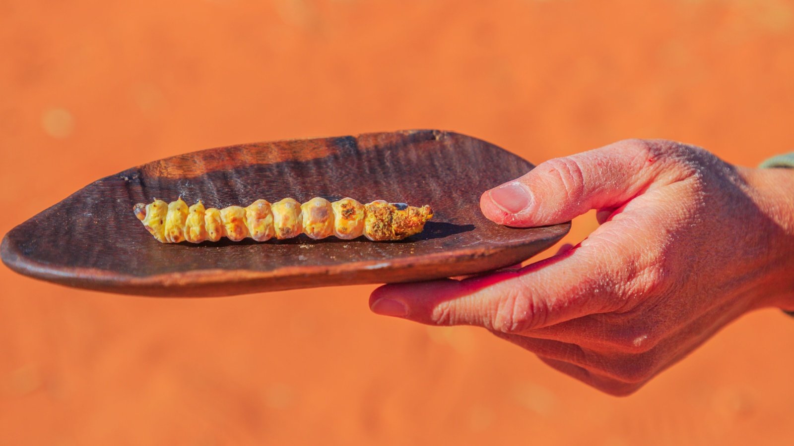 Witchetty grubs larvae bug insect Benny Marty Shutterstock