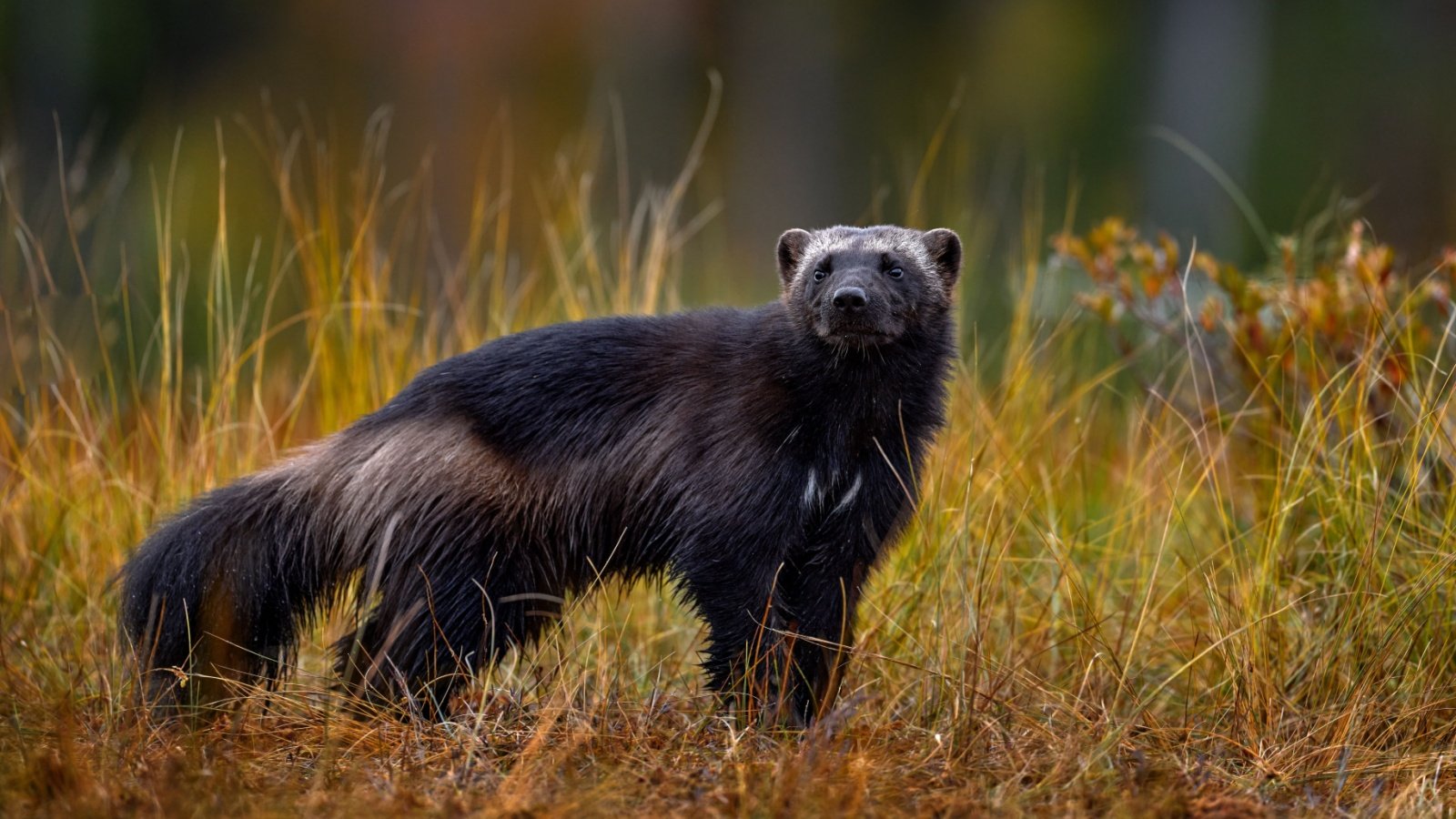 Wolverine Ondrej Prosicky Shutterstock