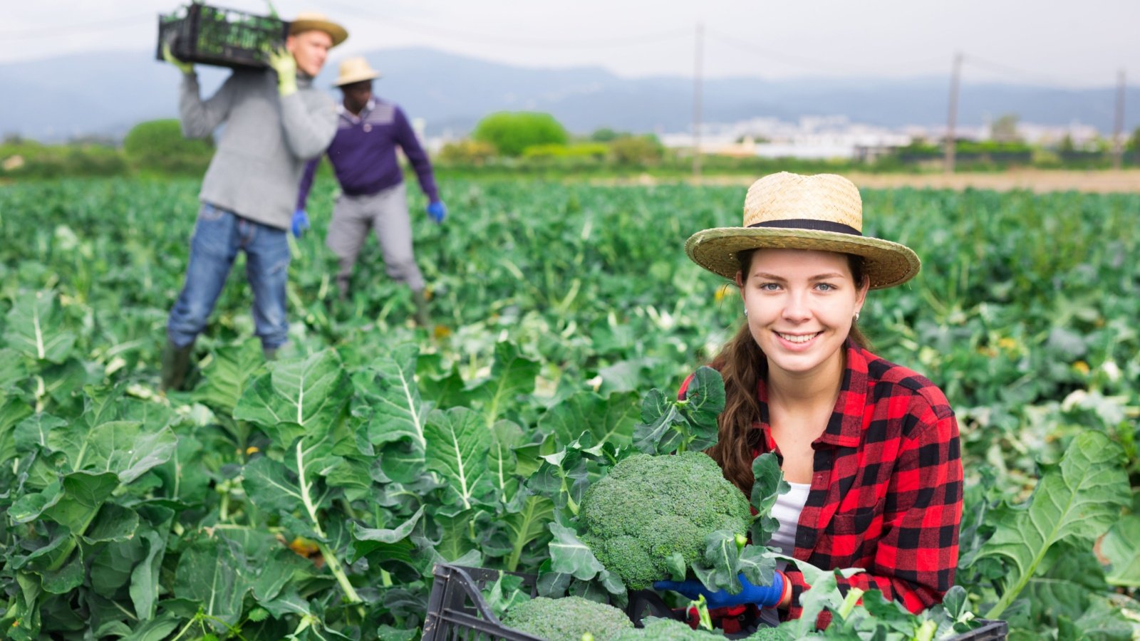 Woman Farming Agriculture Gardening Broccoli BearFotos Shutterstock