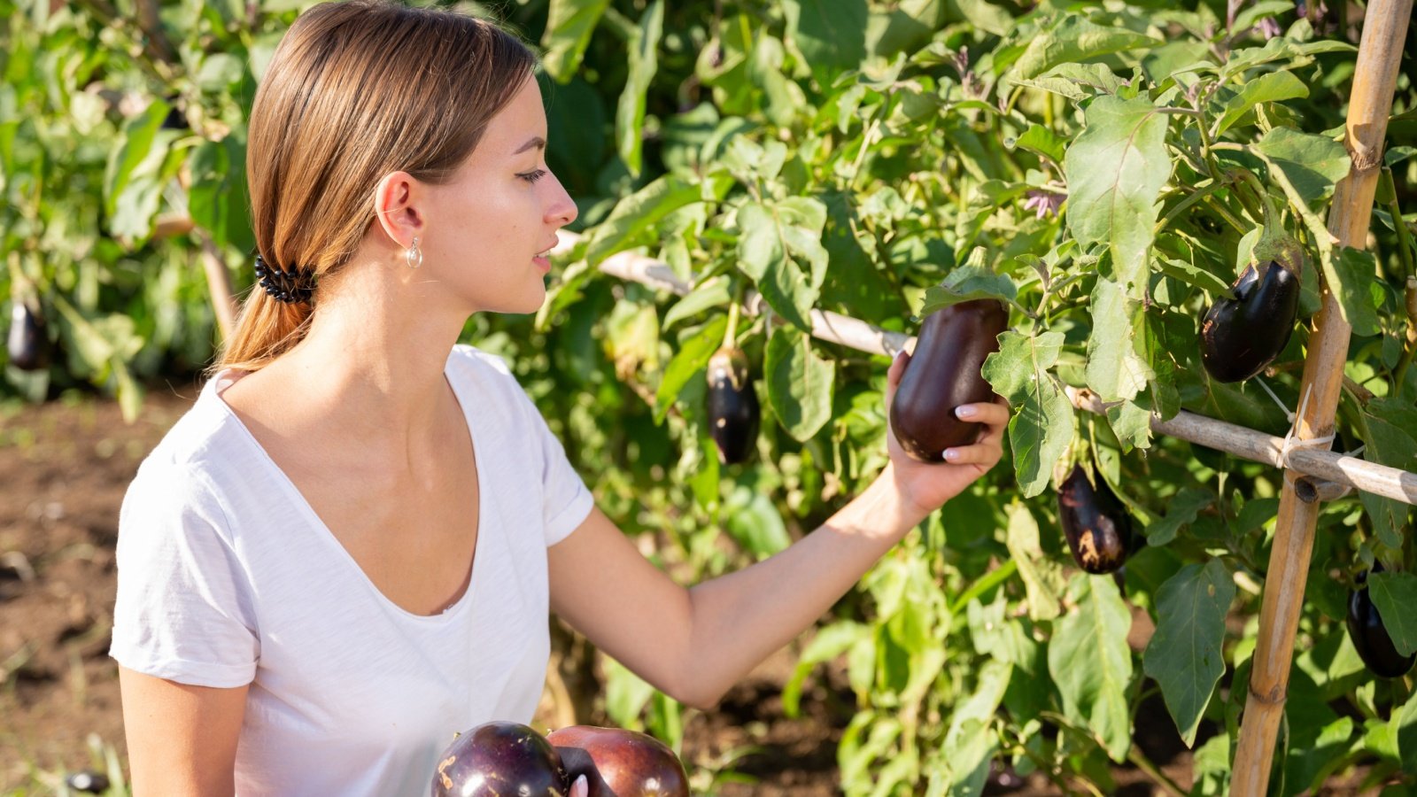 Woman Garden Eggplant BearFotos Shutterstock