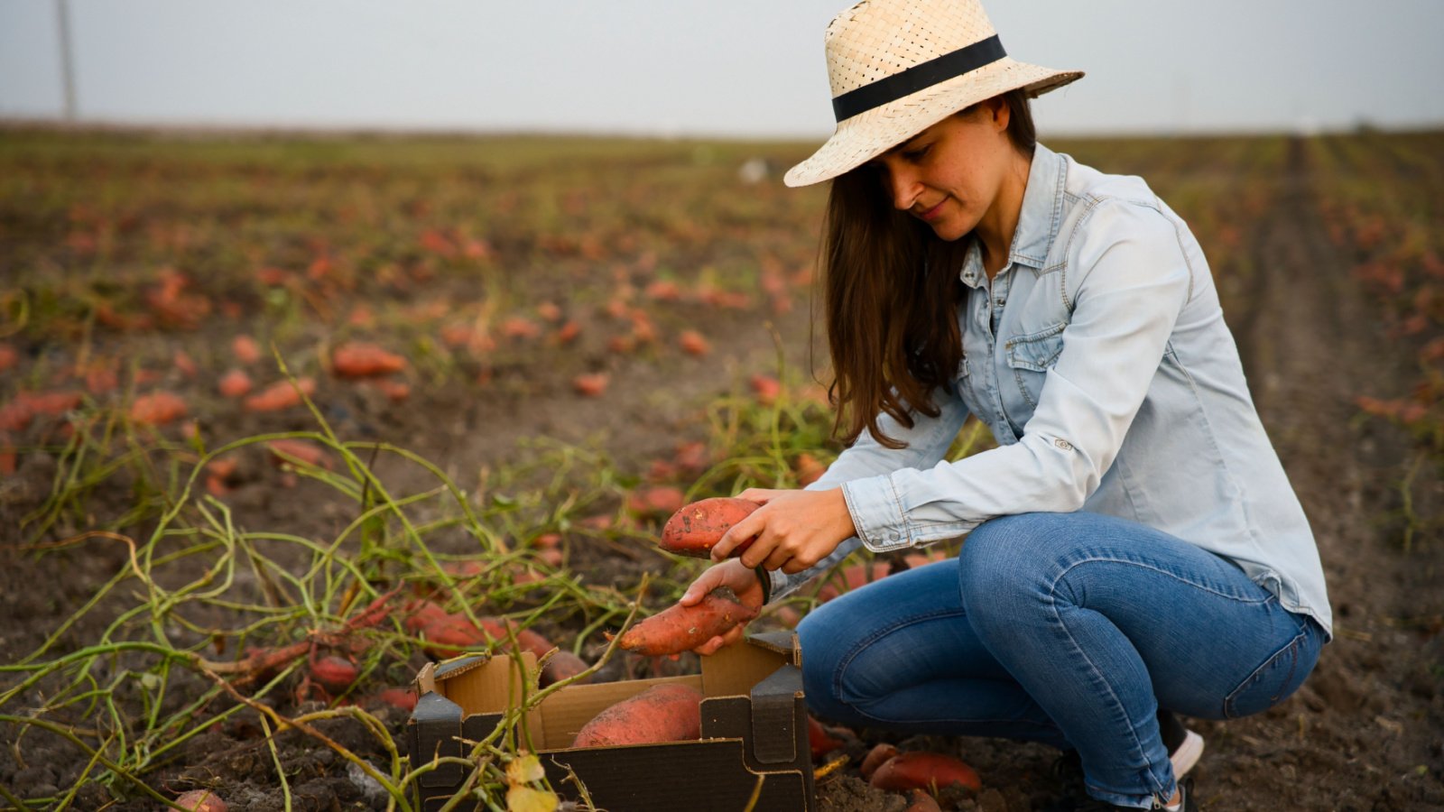 Woman Grow Farmer Sweet Potato Vegetable Vegetarian Kilomeaters Shutterstock