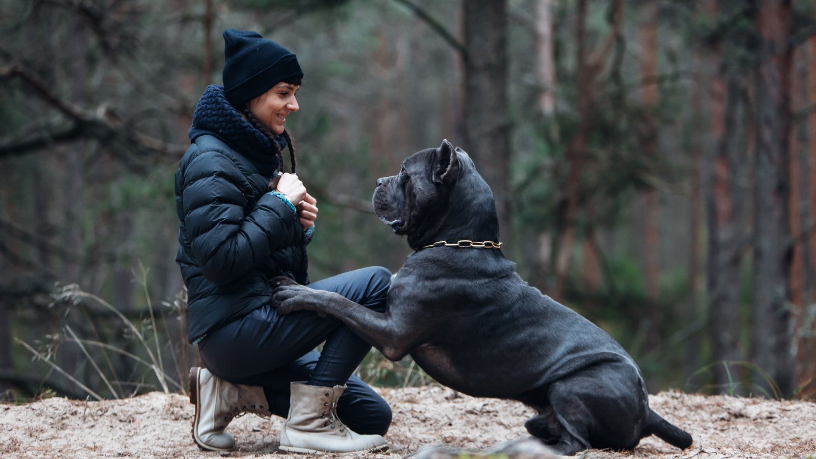 Woman and large, dog brindle colored cane corso mastiff BoJack Shutterstock