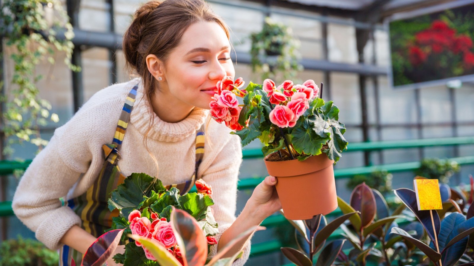 Woman gardener begonias flowers Dean Drobot Shutterstock