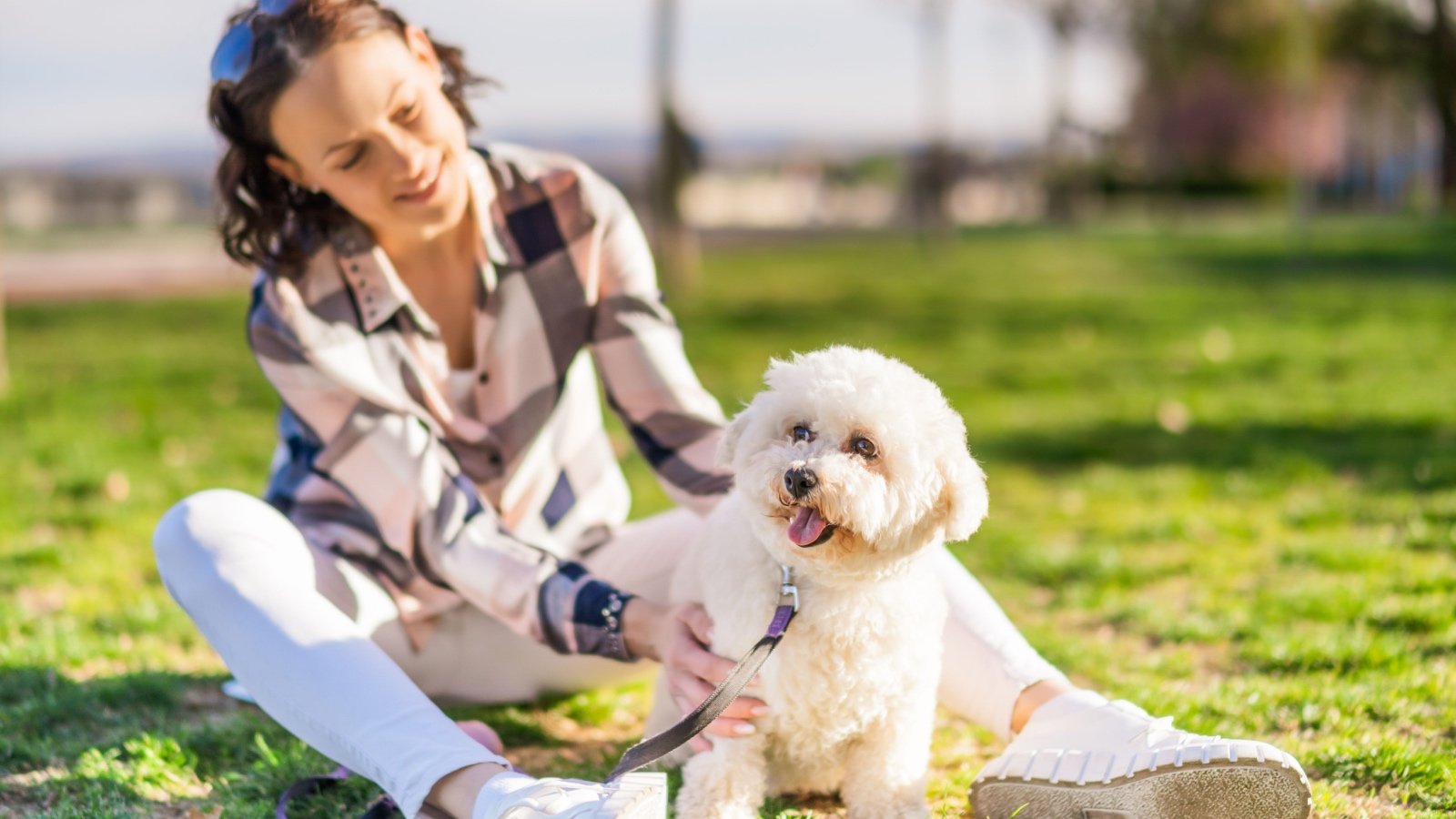 Woman playing with Bichon Frise Dog Mladen Mitrinovic Shutterstock