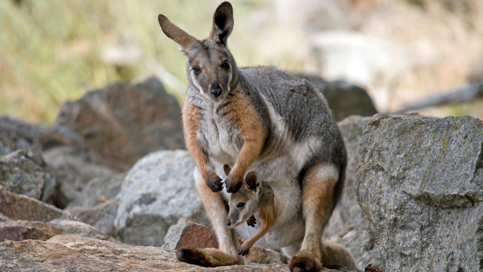 Yellow Footed Wallaby Australia Susan Flashman Shutterstock Yellow Footed Wallaby Australia Susan Flashman Shutterstock