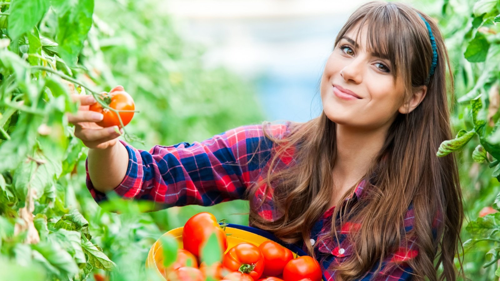 Young woman in a greenhouse with tomatoes, harvesting gardening agriculture Vlad Teodor Shutterstock