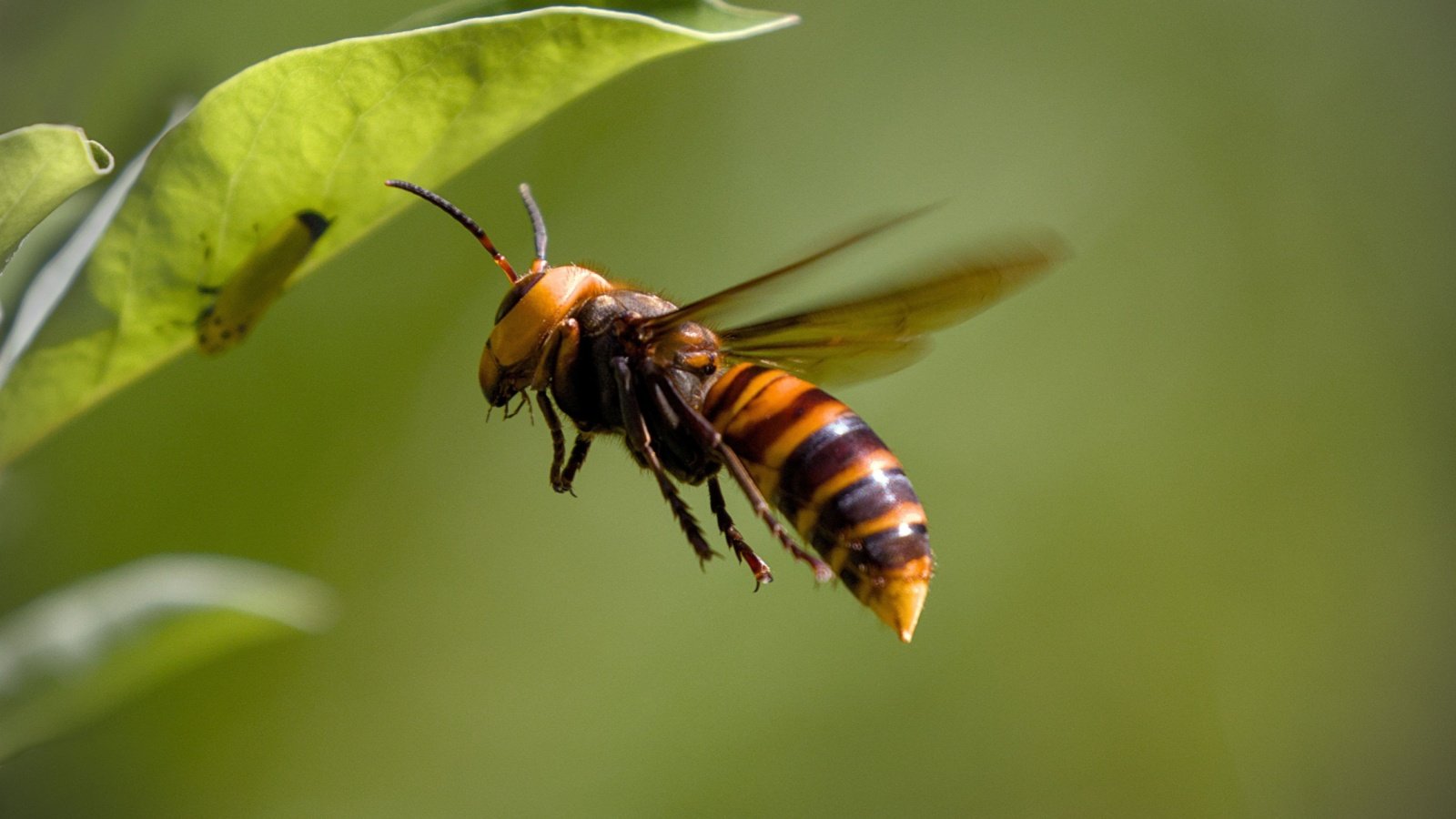 asian giant hornet wasp bug insect sting Bilkis Akther Shutterstock