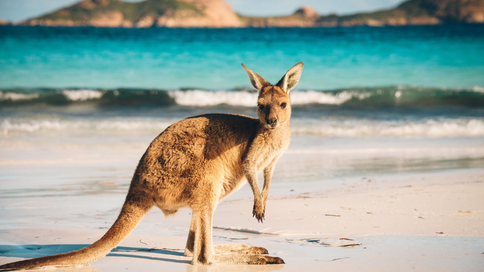 australia kangaroo zoo