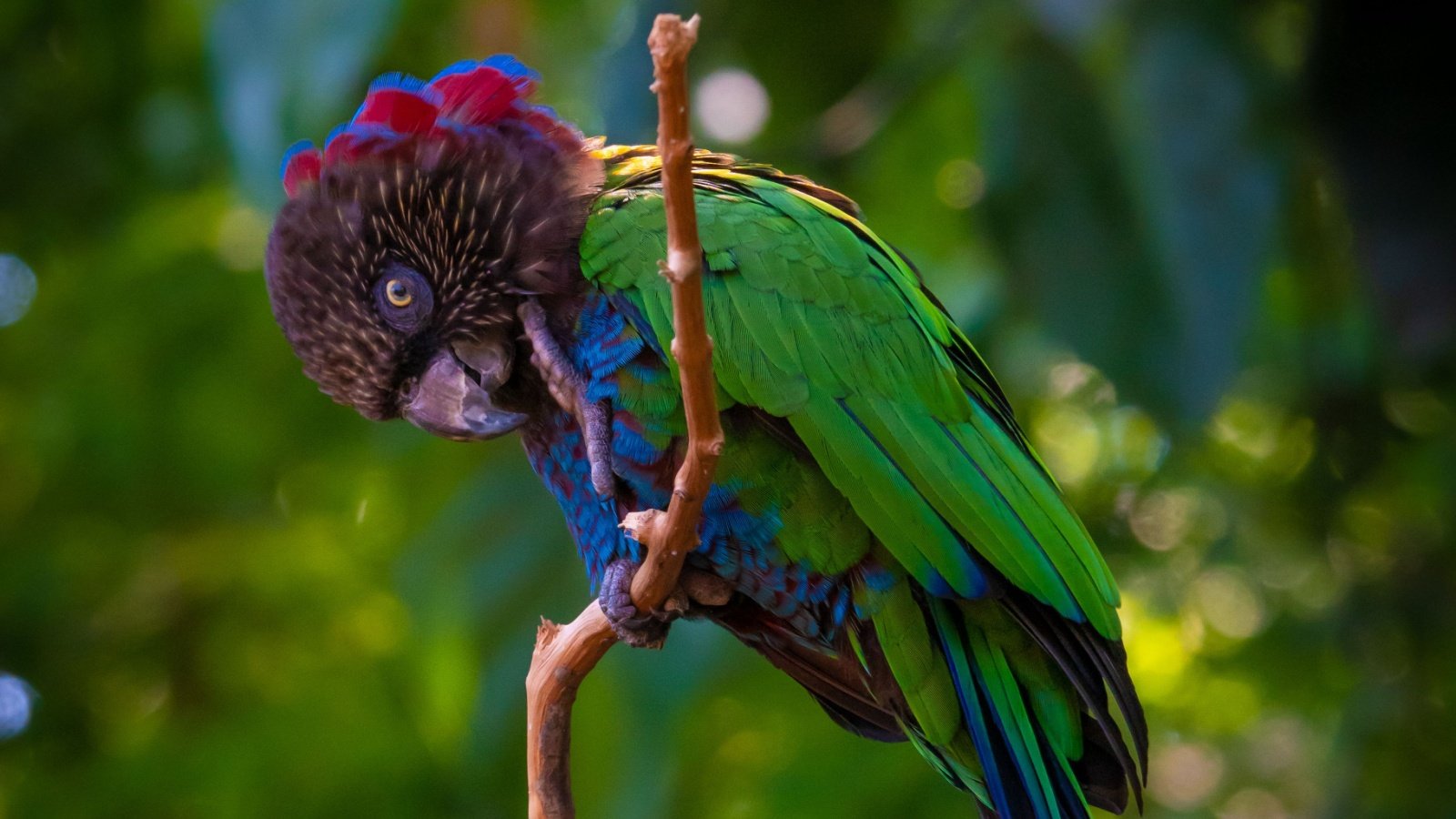 beautiful colorful south america parrot Imperial Amazon Thomas Thornton Shutterstock