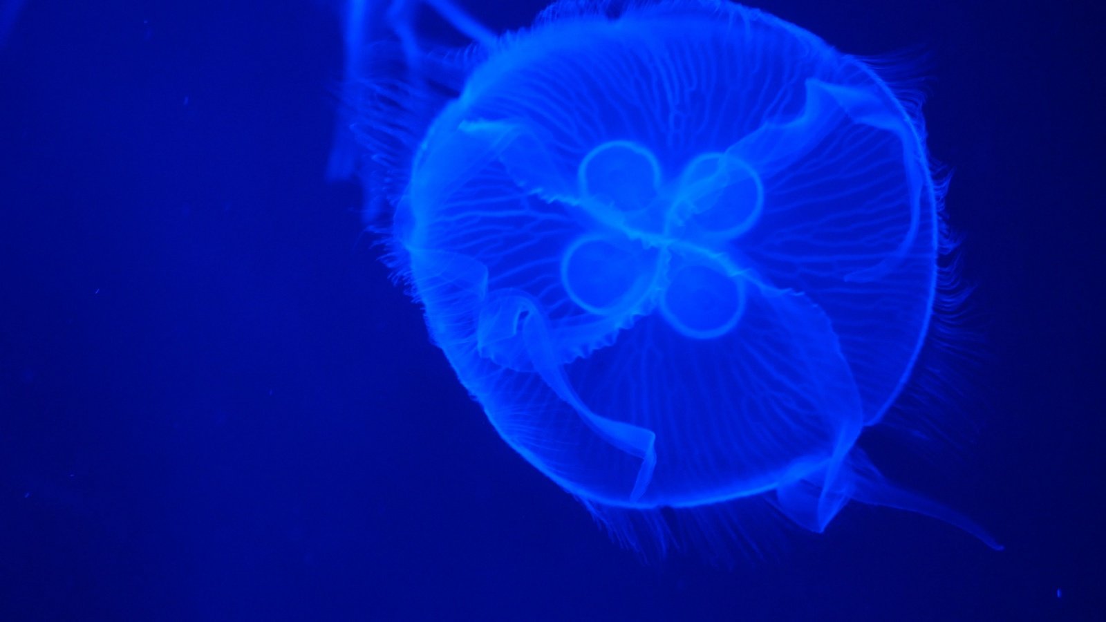 beautiful moon jellyfish poisonous krylovanlp Shutterstock