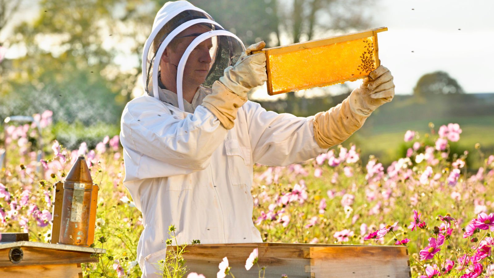 beekeeper checking honey on the beehive frame in the field full of flowers jobs juice flair shutterstock