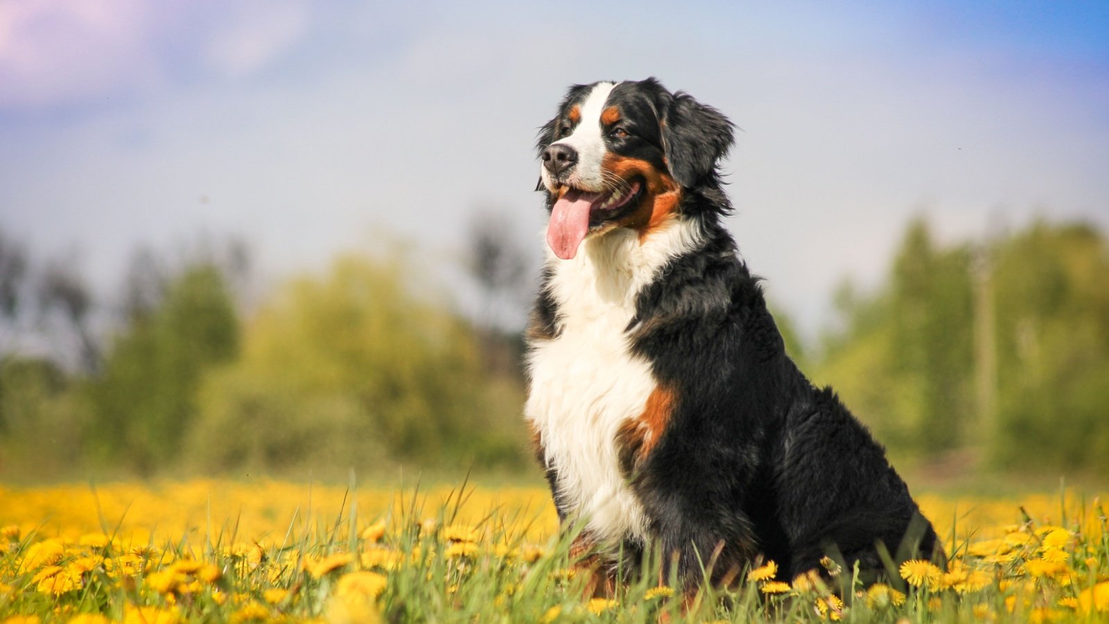 bernese mountain dog Eve Photography Shutterstock