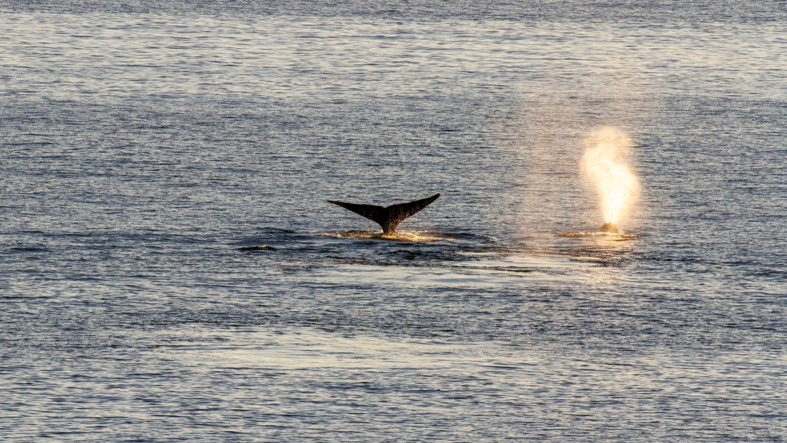 bowhead whale canada arctic ocean karenfoleyphotography Shutterstock