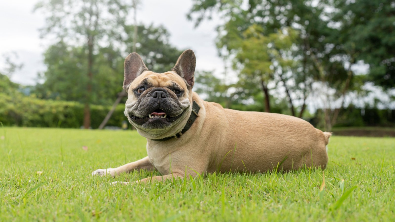 bulldog lying on grass dog Tienuskin Shutterstock