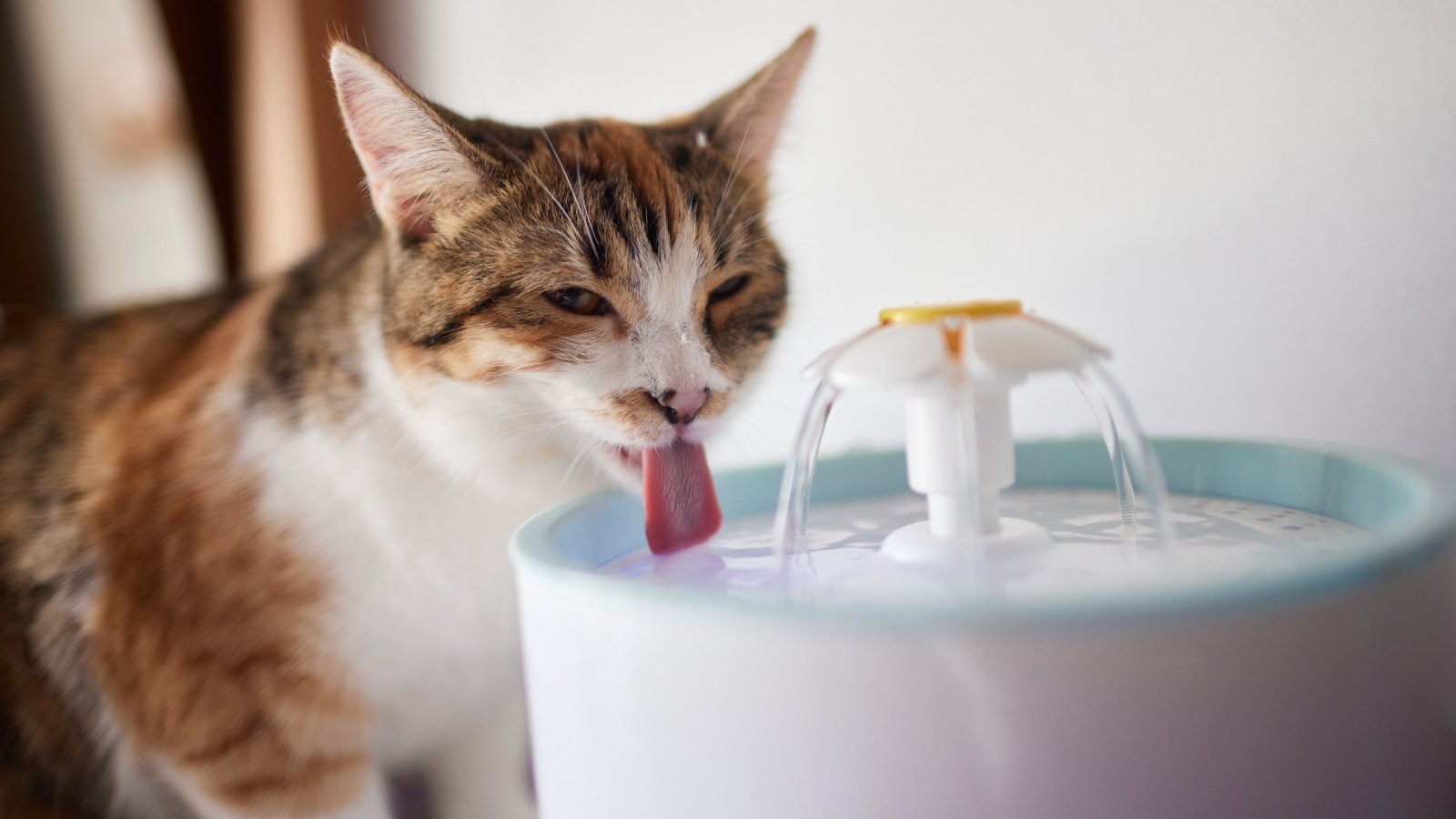 cat fountain Vershinin89 shutterstock