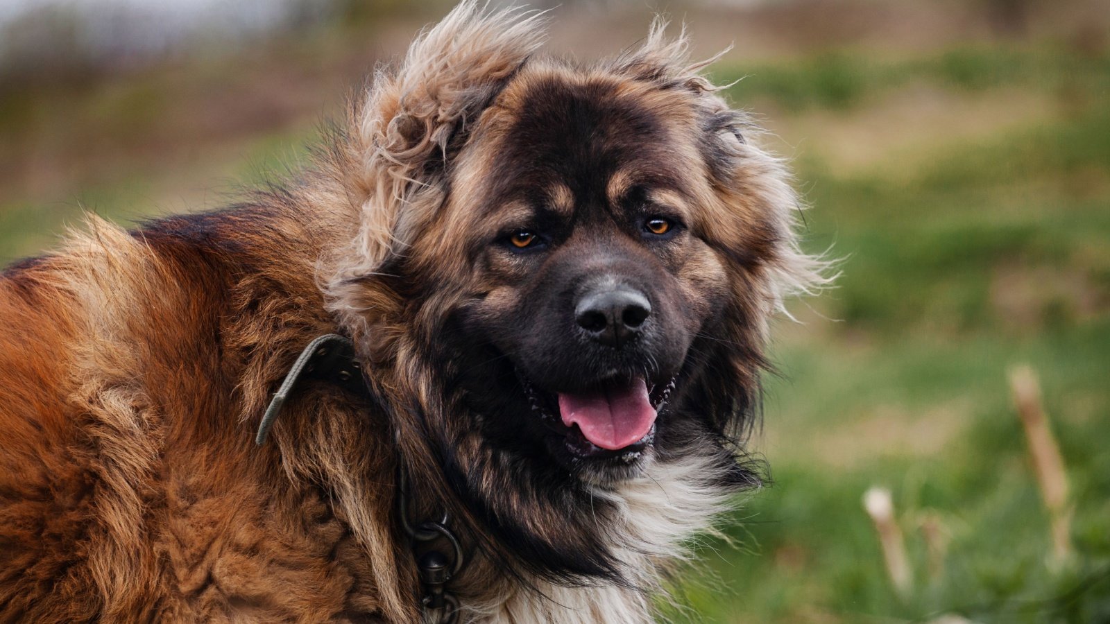 caucasian shepherd dog Tatianasoba Shutterstock