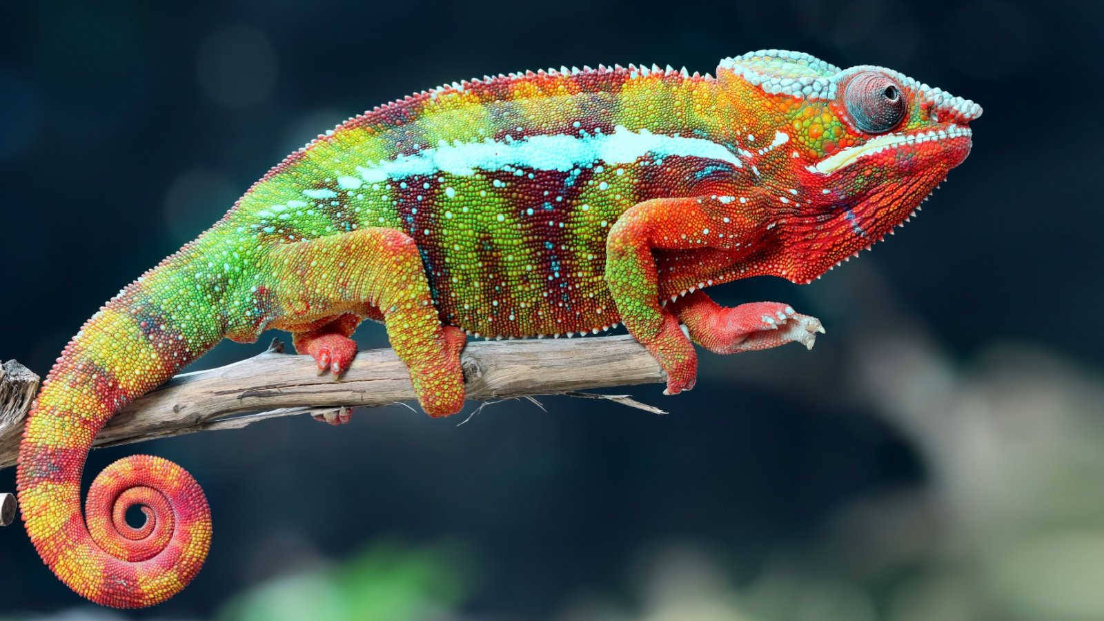 chameleon panther lizard tropical reptile animal Kurit afshen Shutterstock