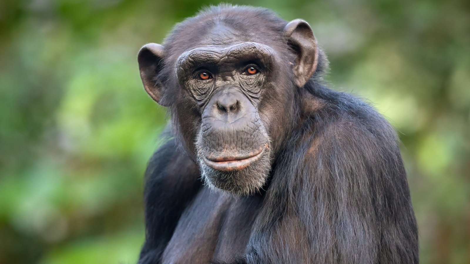 chimpanzee primate monkey jungle africa KensCanning Shutterstock