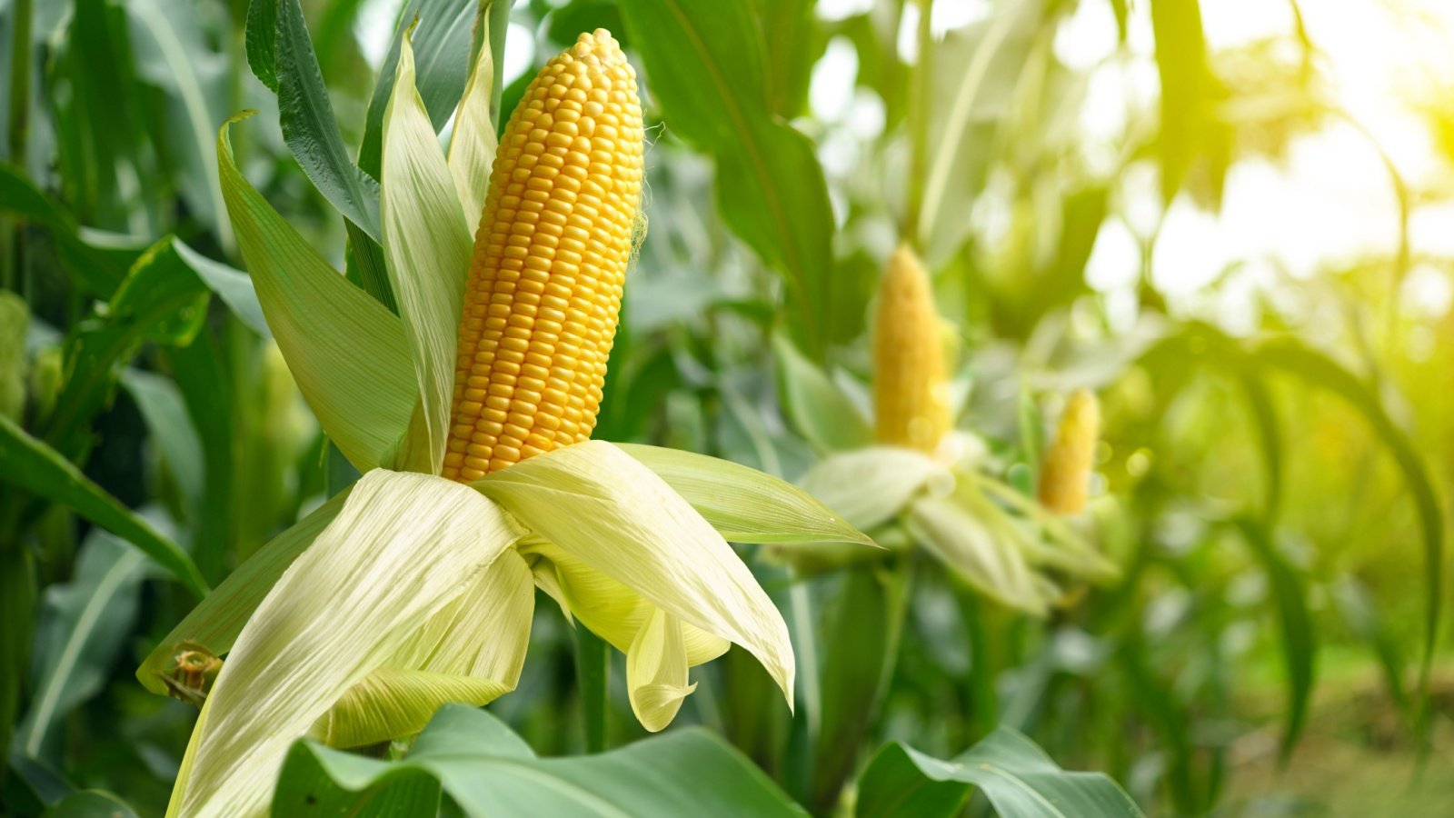 corn cobs in plantation field crops food agriculture Photoongraphy Shutterstock