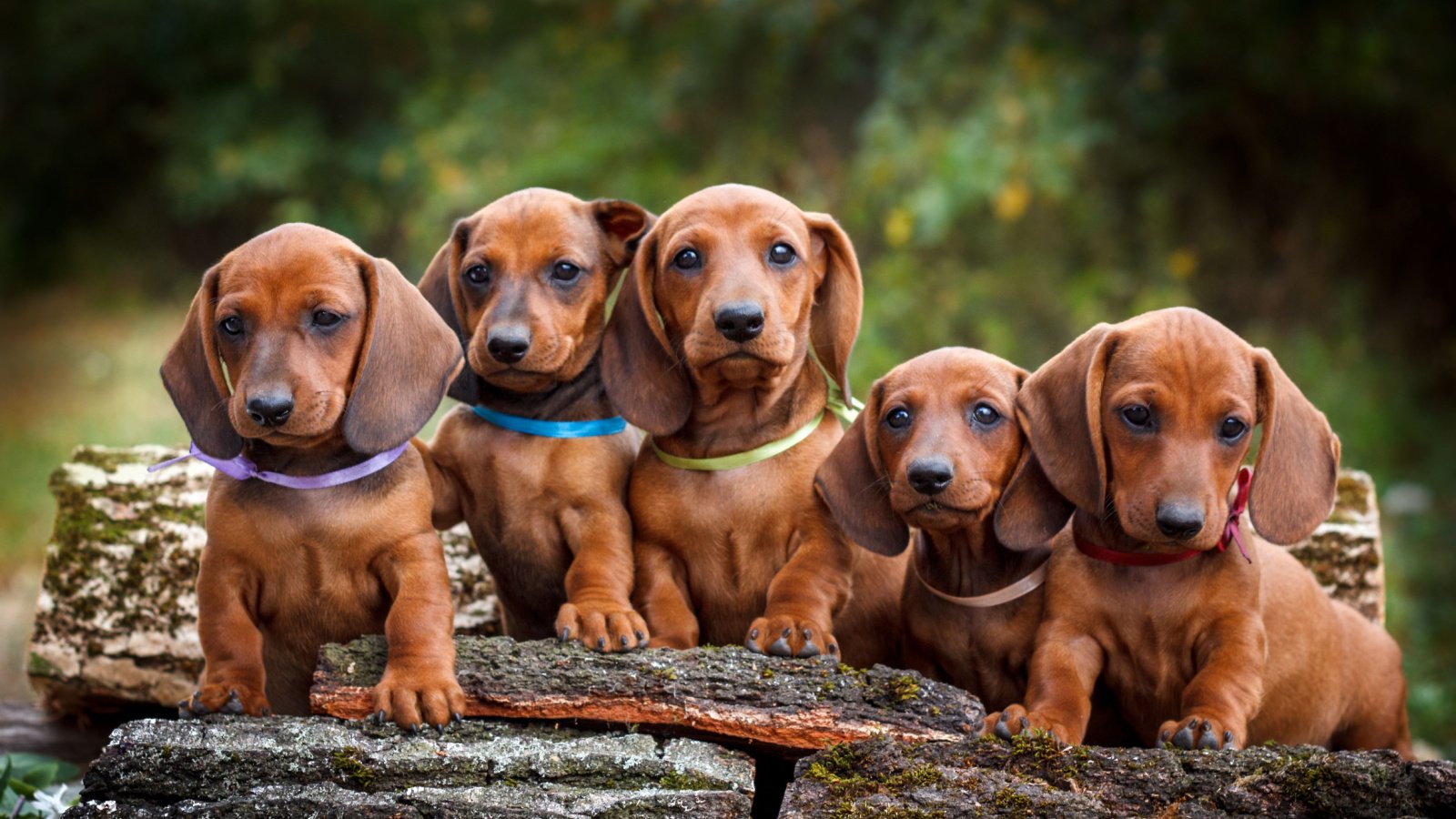 dachshunds puppy dogs pets Shedara Weinsberg Shutterstock