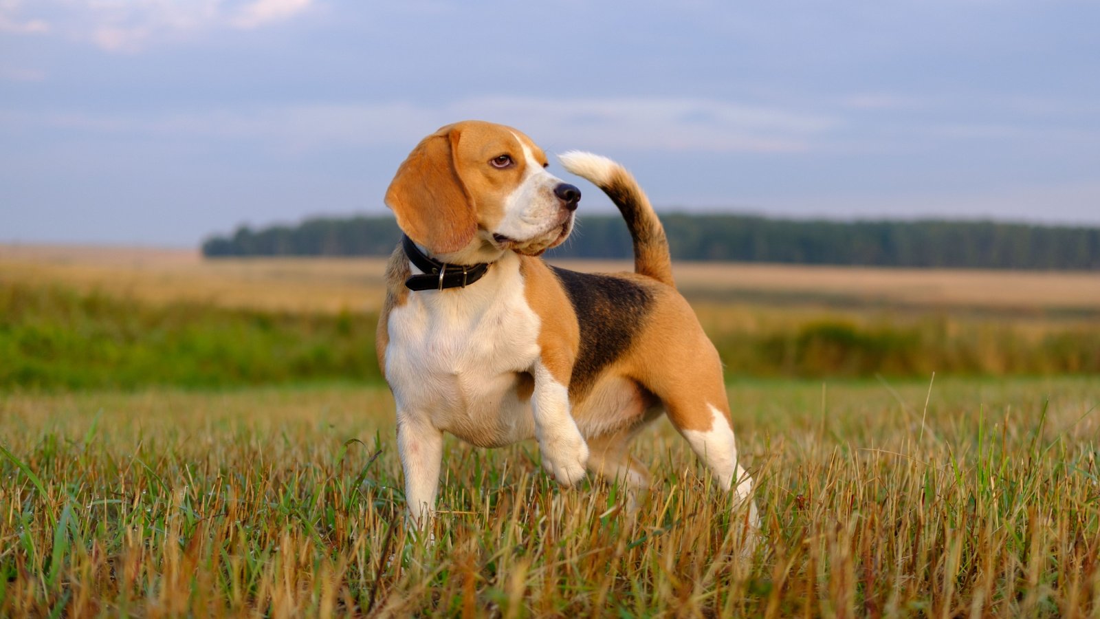 dog beagle pet Alexey Androsov Shutterstock