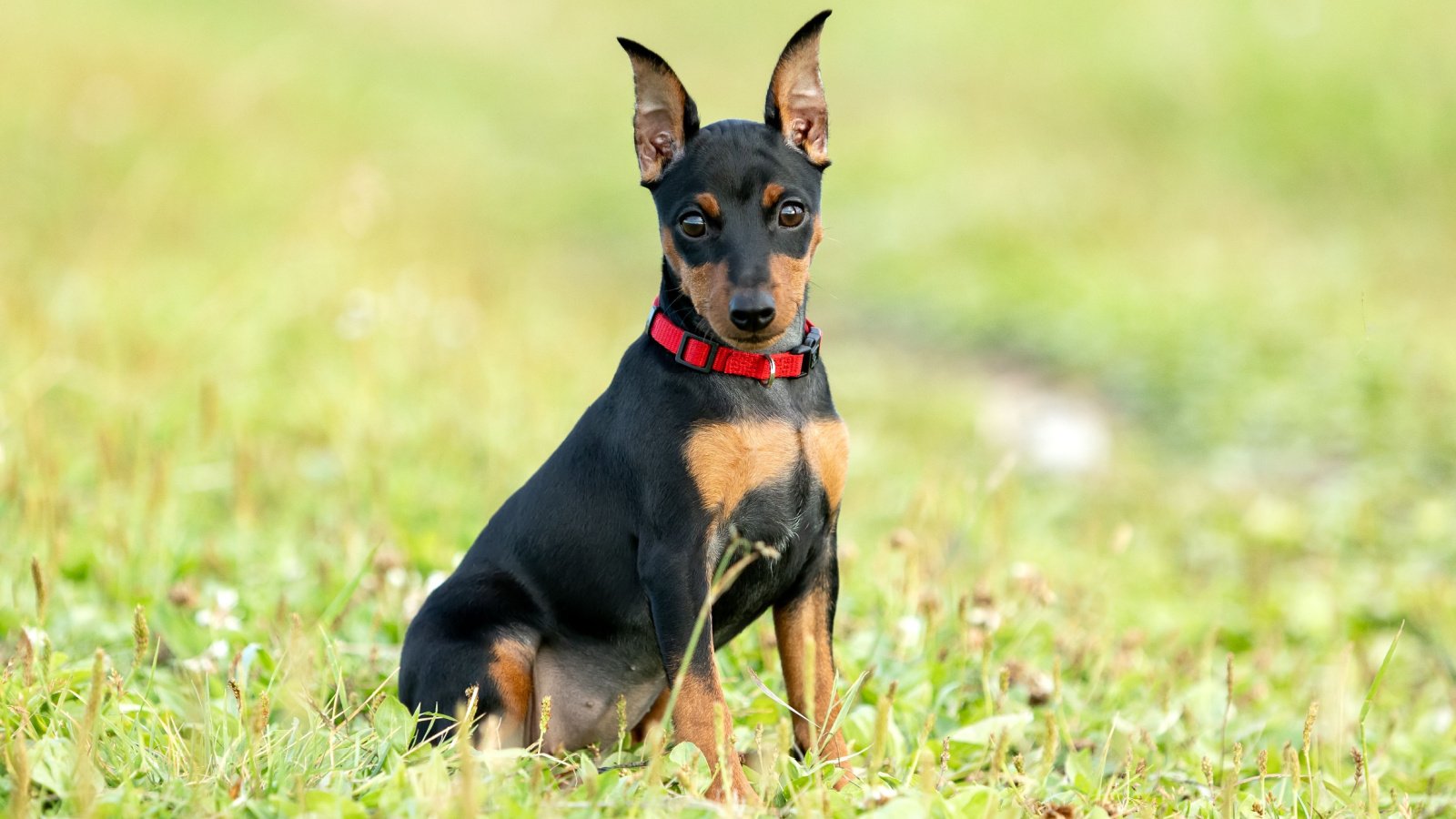 dog pinscher puppy pet Glikiri Shutterstock